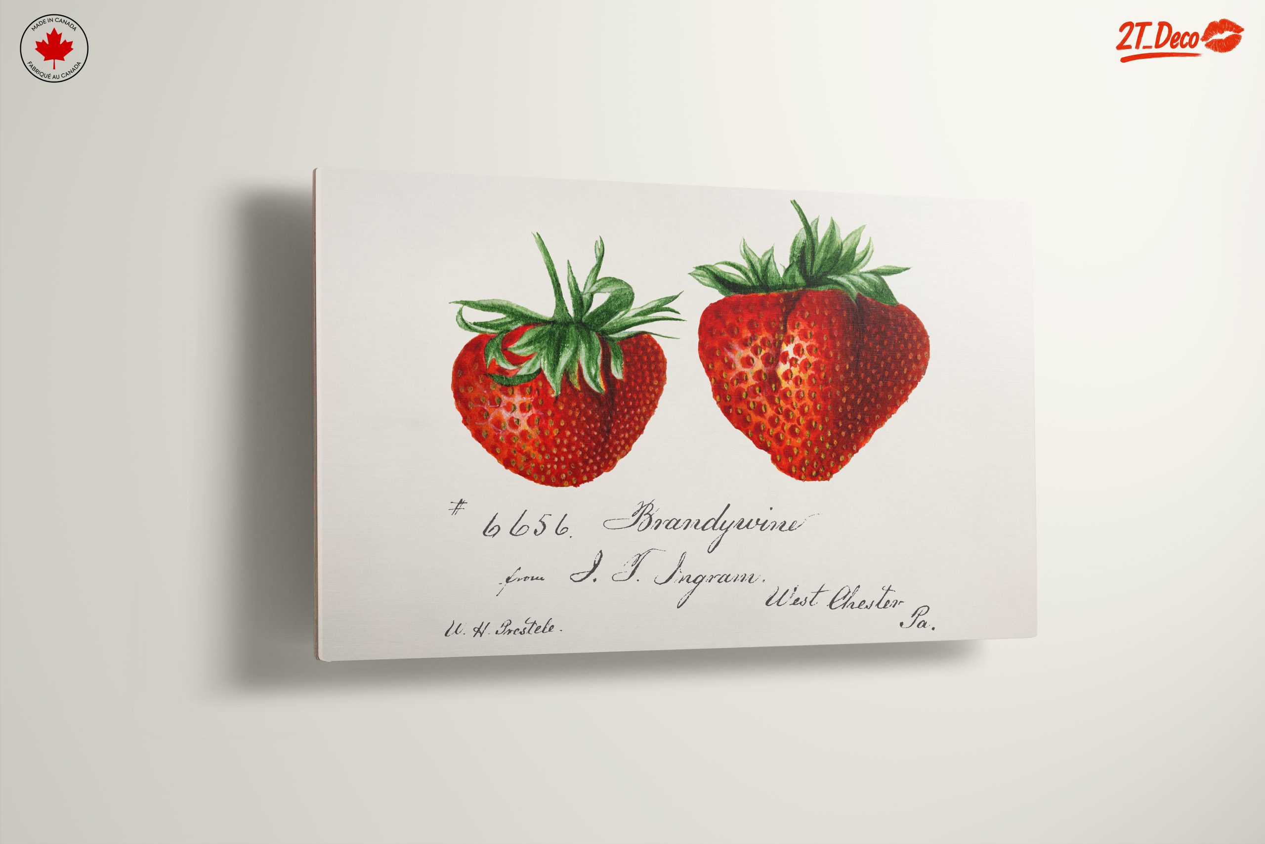 Brandywine Strawberry Botanical Illustration Art - Image 13