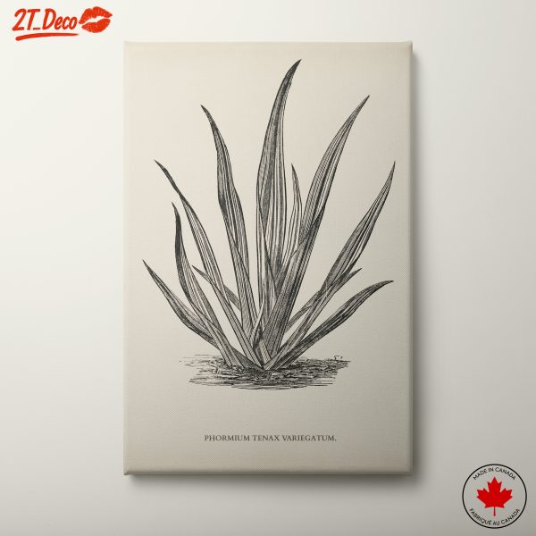 Phormium Tenax Plant Illustration