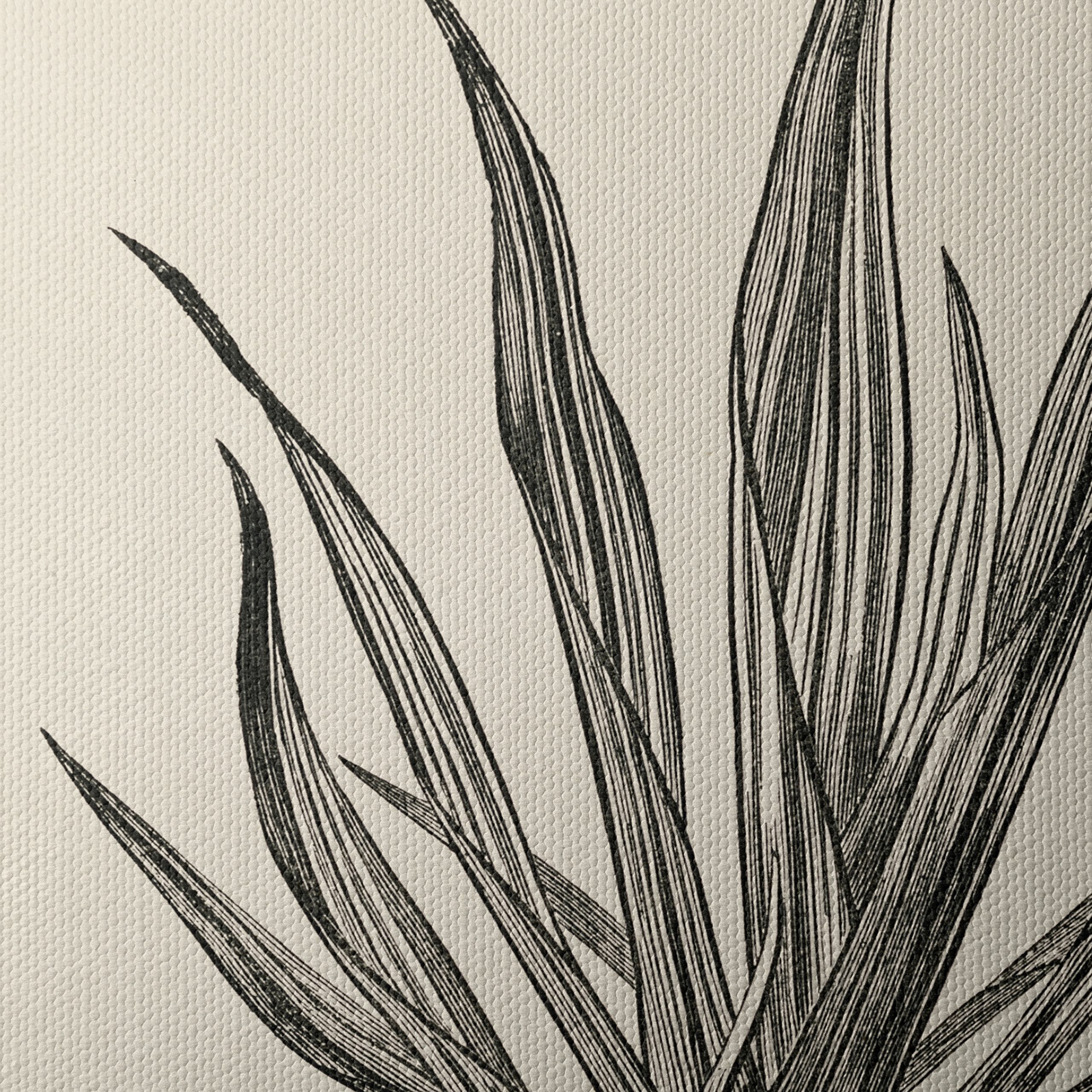 Phormium Tenax Plant Illustration - Image 4