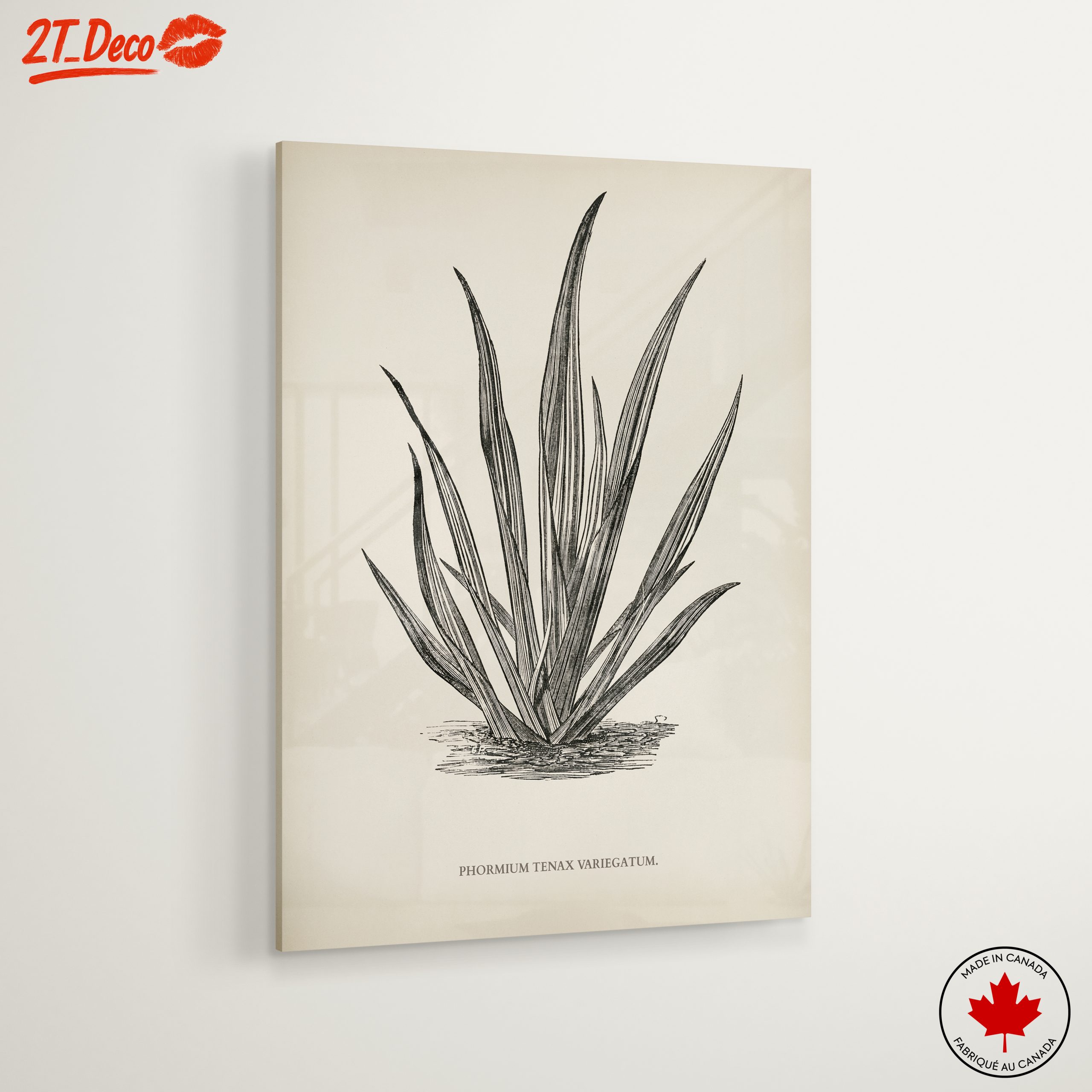 Phormium Tenax Plant Illustration - Image 6