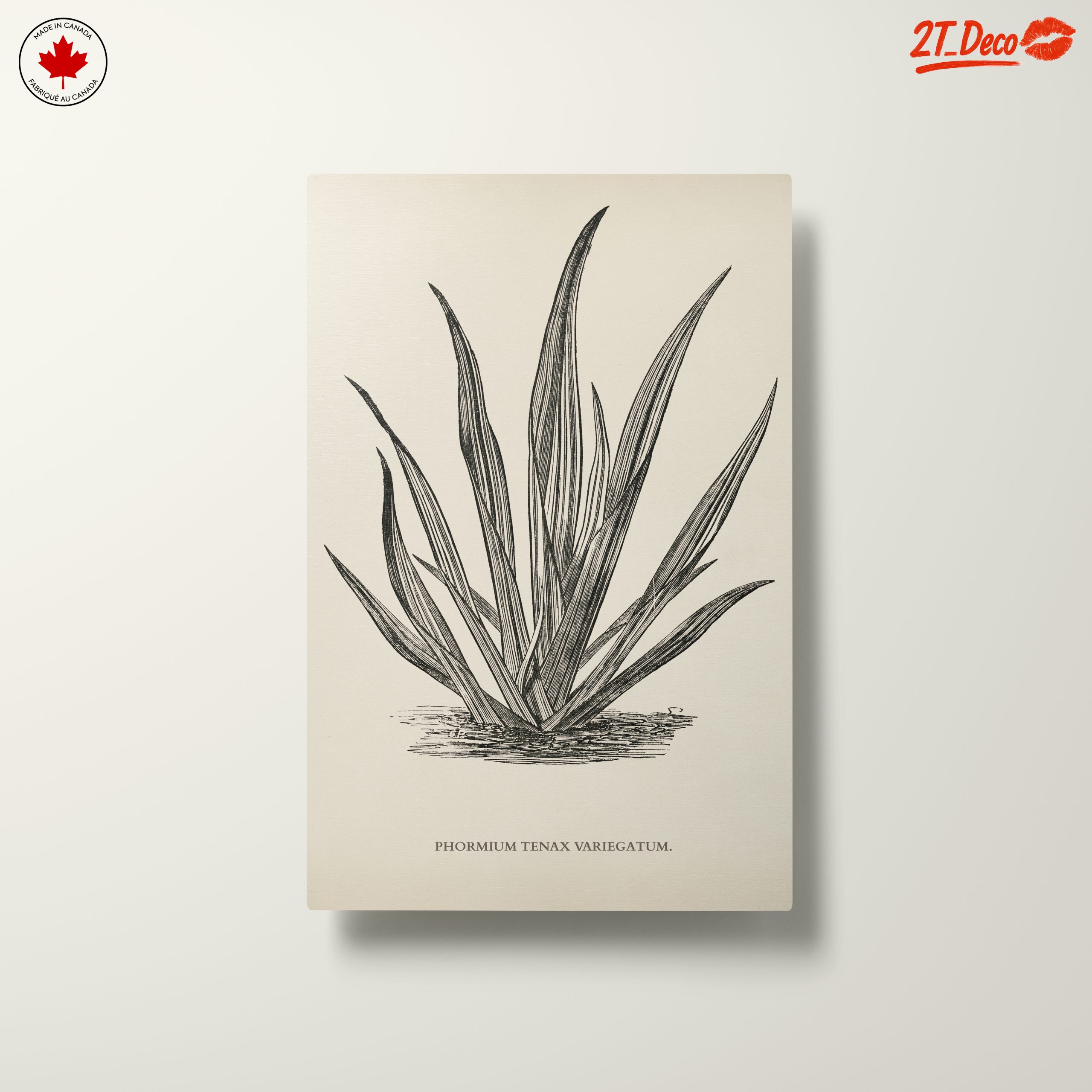 Phormium Tenax Plant Illustration - Image 10