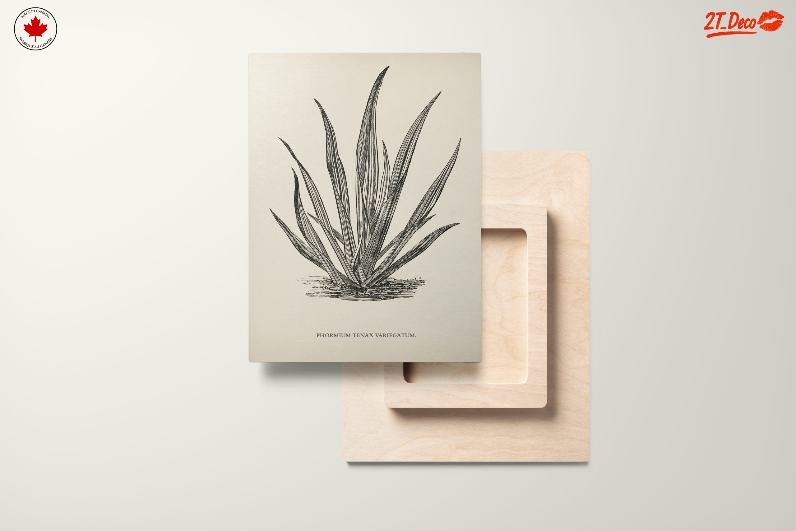 Phormium Tenax Plant Illustration - Image 11