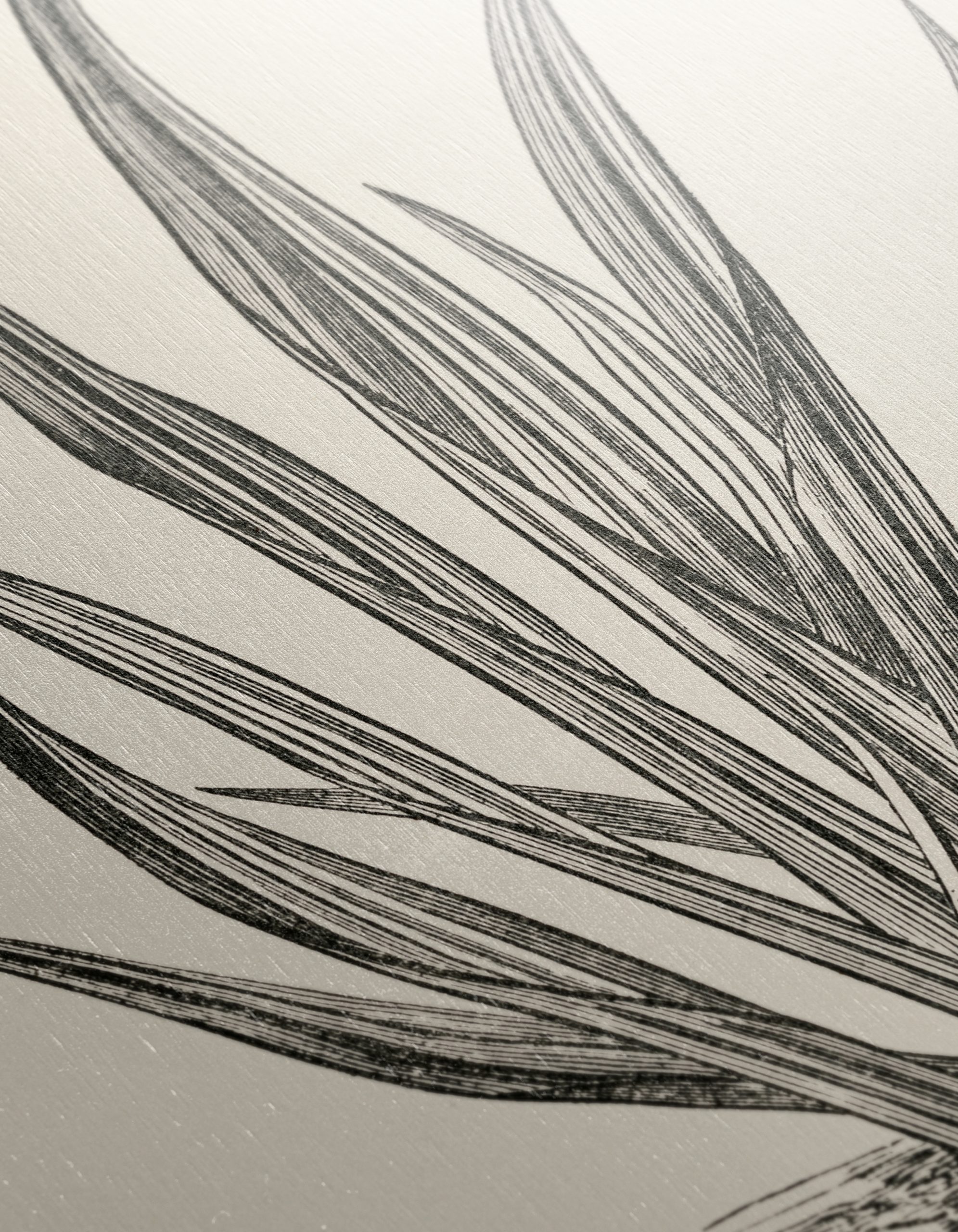 Phormium Tenax Plant Illustration - Image 12