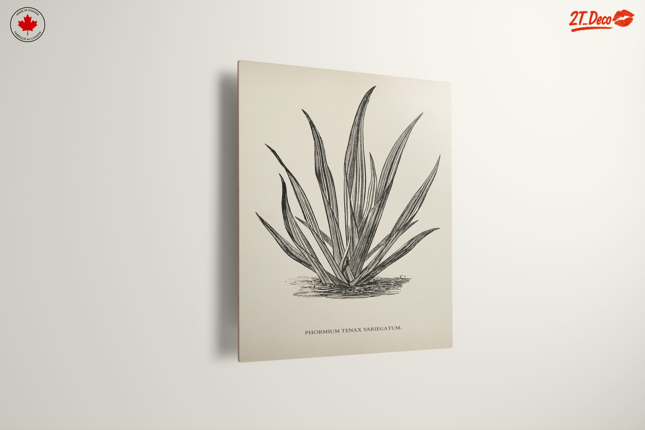 Phormium Tenax Plant Illustration - Image 13
