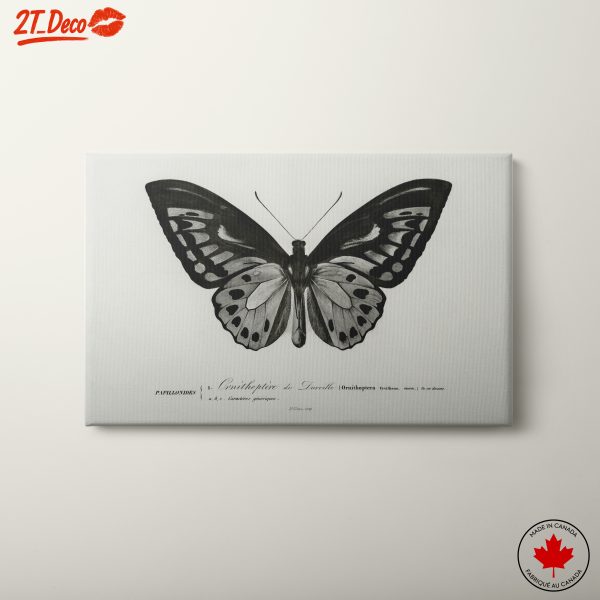 Detailed Butterfly Illustration Wall Art