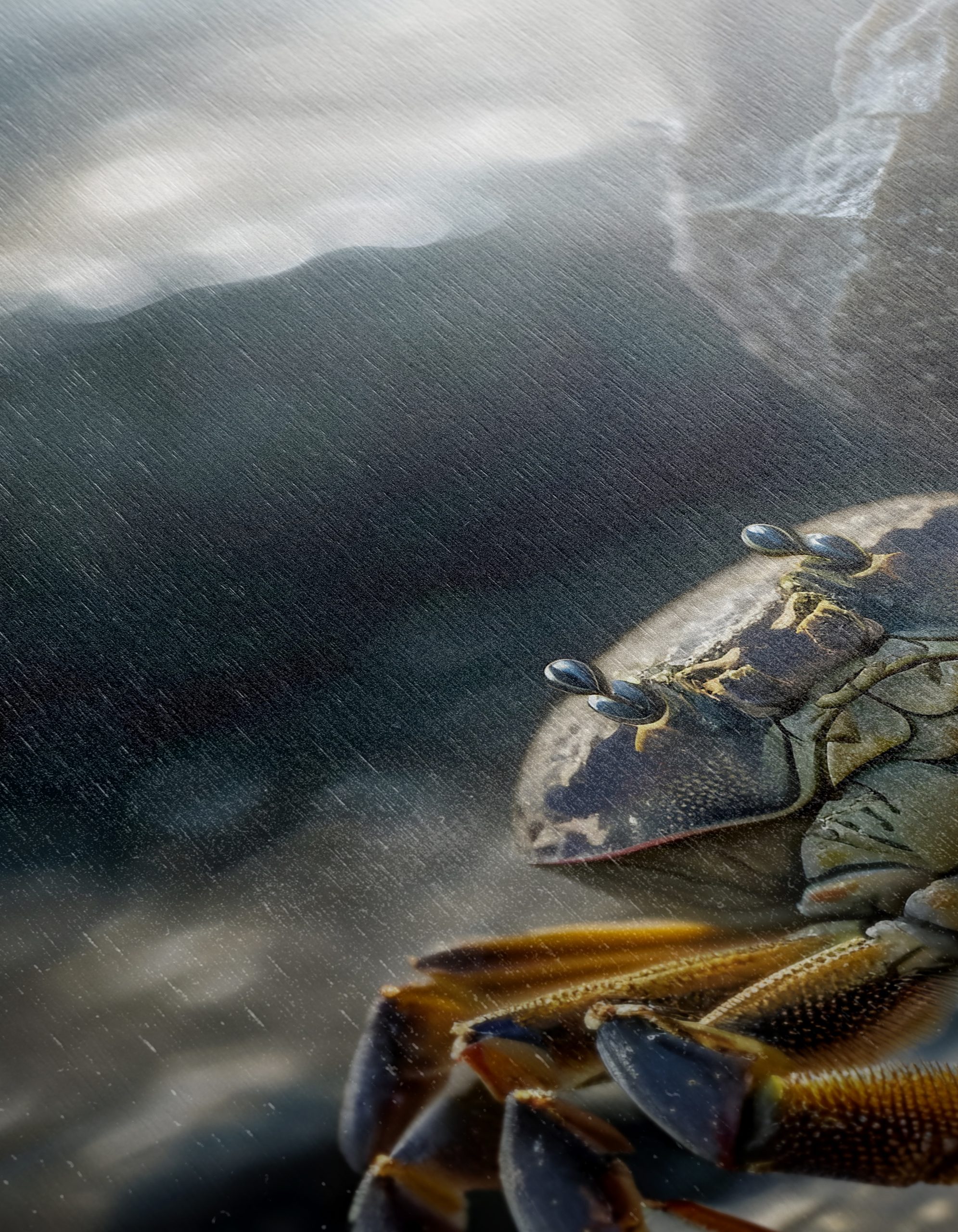 Detailed Anatomical Art of a Crab - Image 12