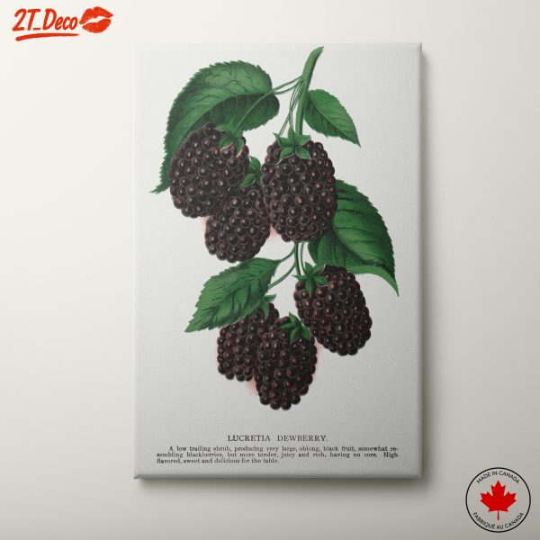Lucretia Dewberry Botanical Illustration