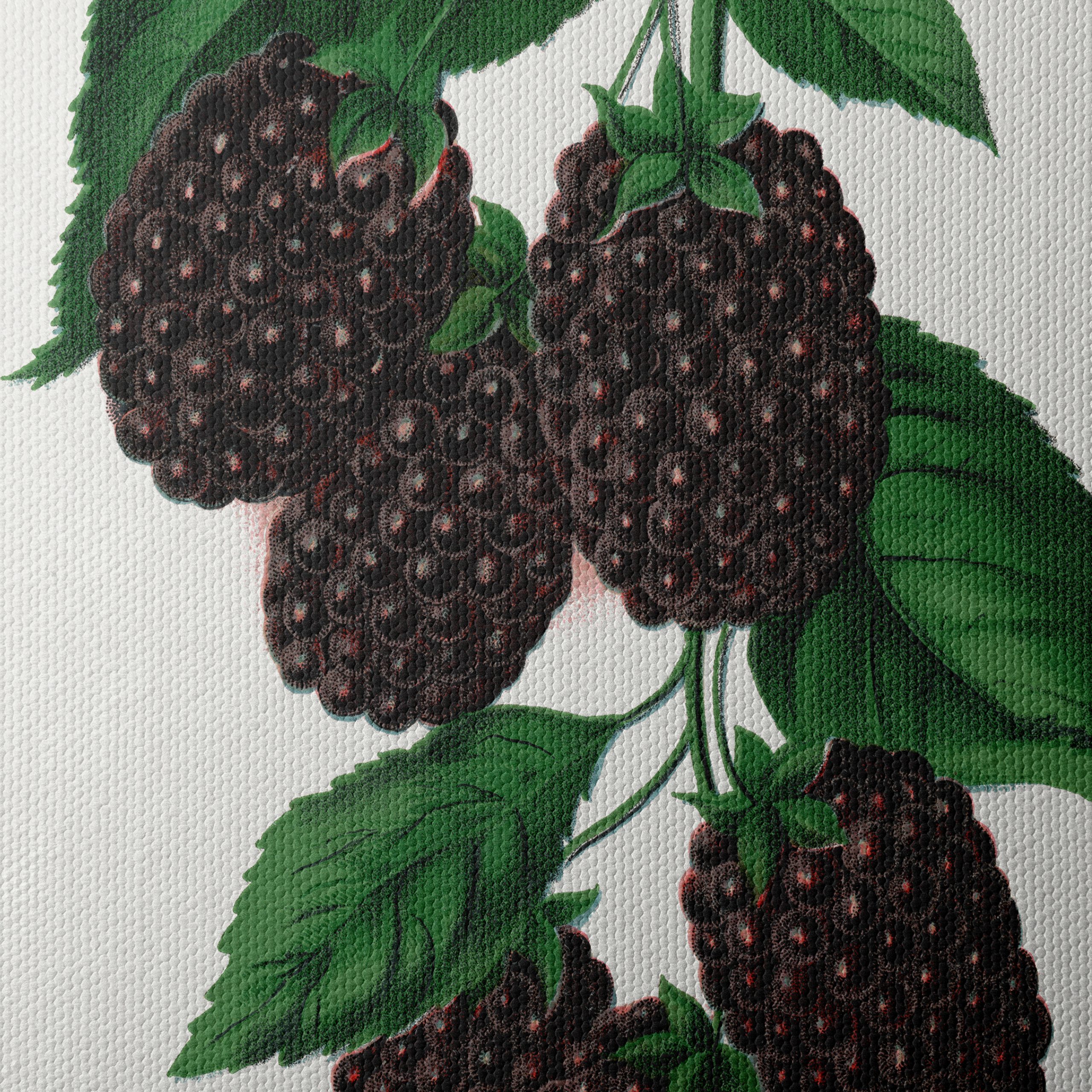 Lucretia Dewberry Botanical Illustration - Image 4