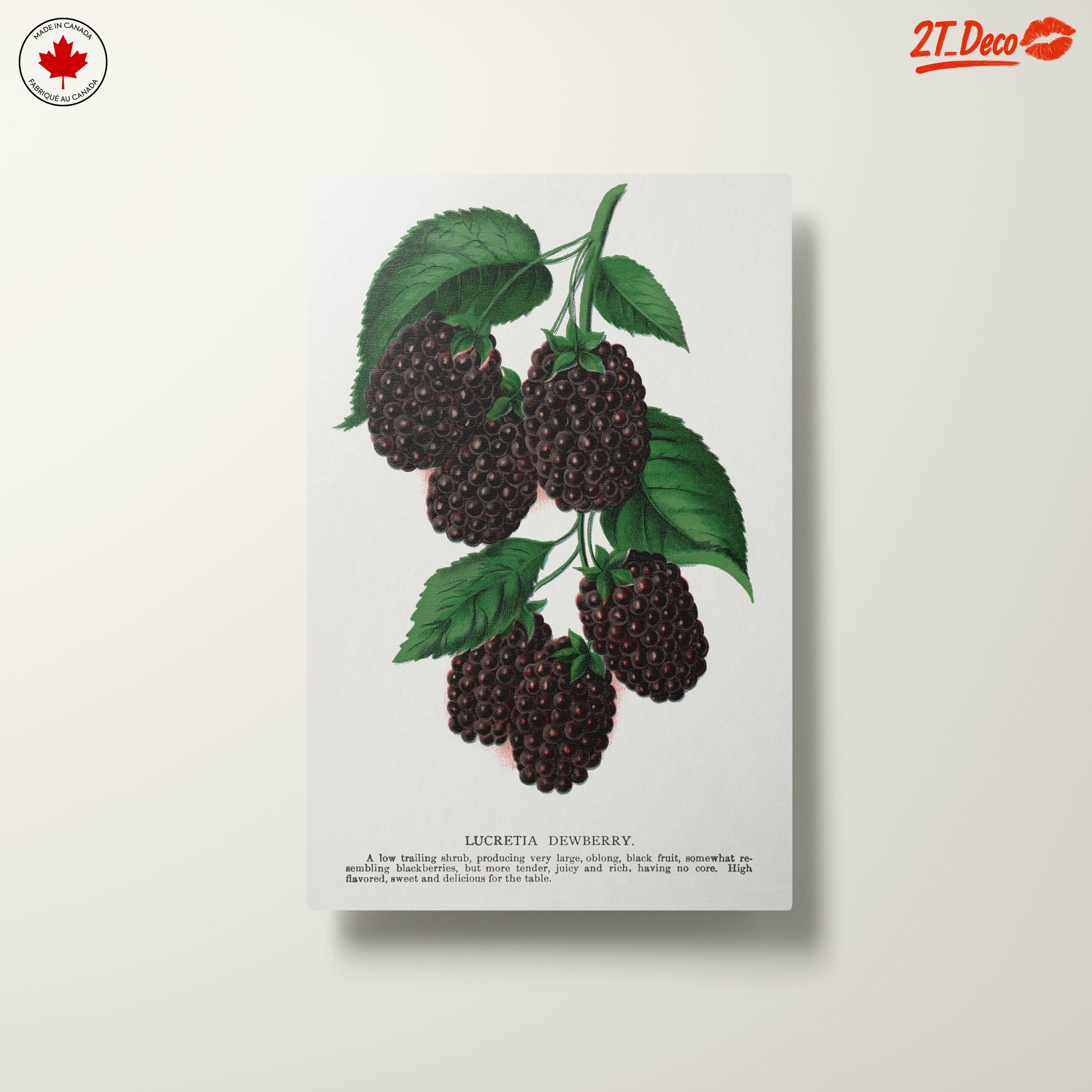 Lucretia Dewberry Botanical Illustration - Image 10