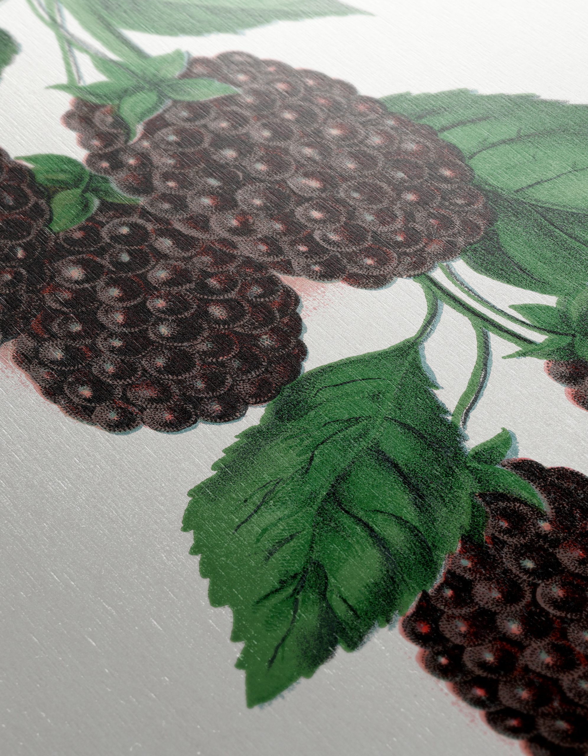 Lucretia Dewberry Botanical Illustration - Image 12