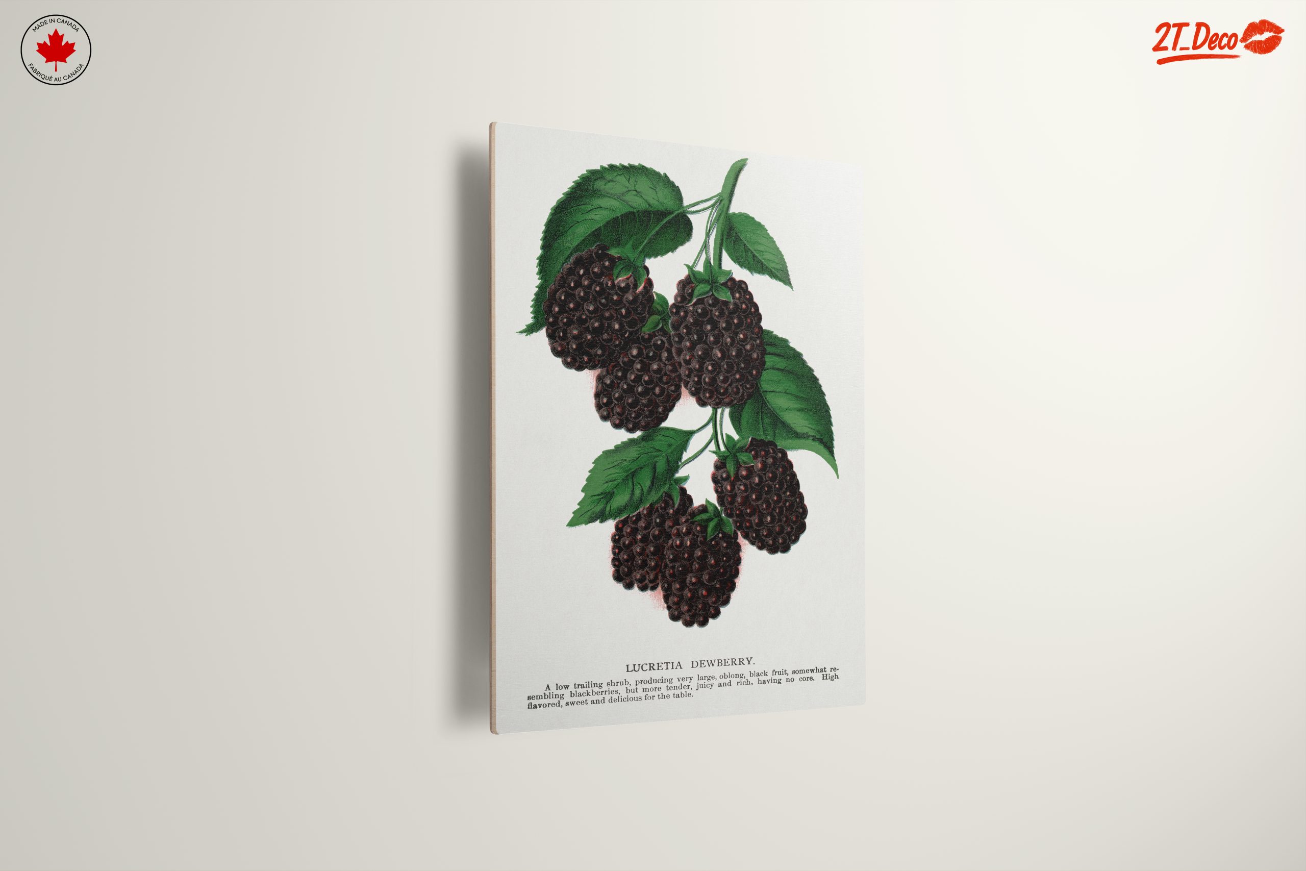 Lucretia Dewberry Botanical Illustration - Image 13
