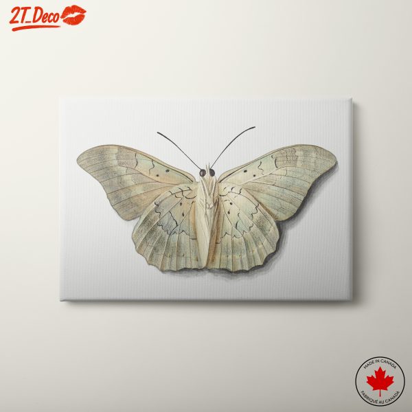 Detailed Butterfly Illustration Art 3
