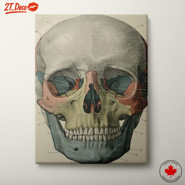 Detailed Anatomical Skull Illustration