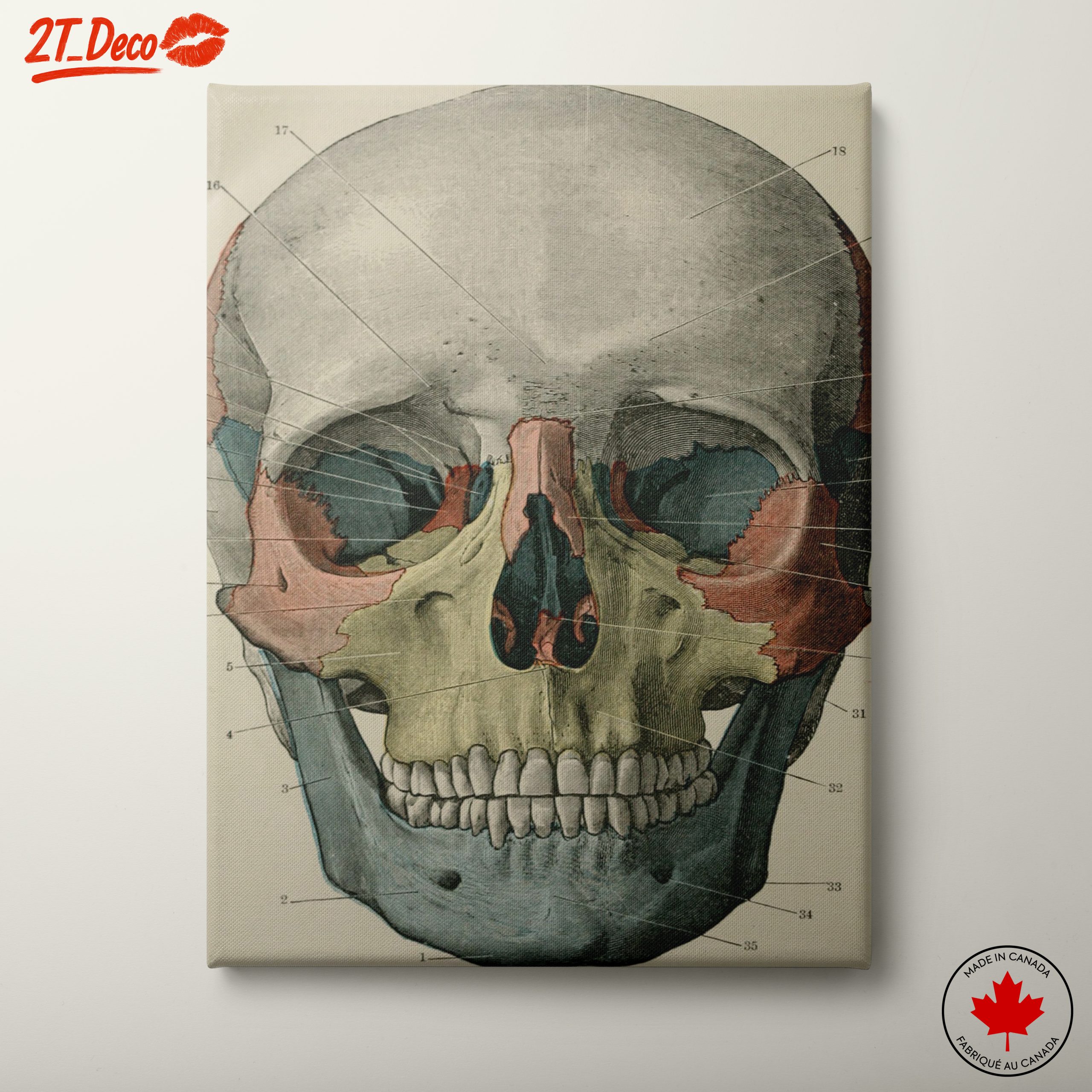 Detailed Anatomical Skull Illustration