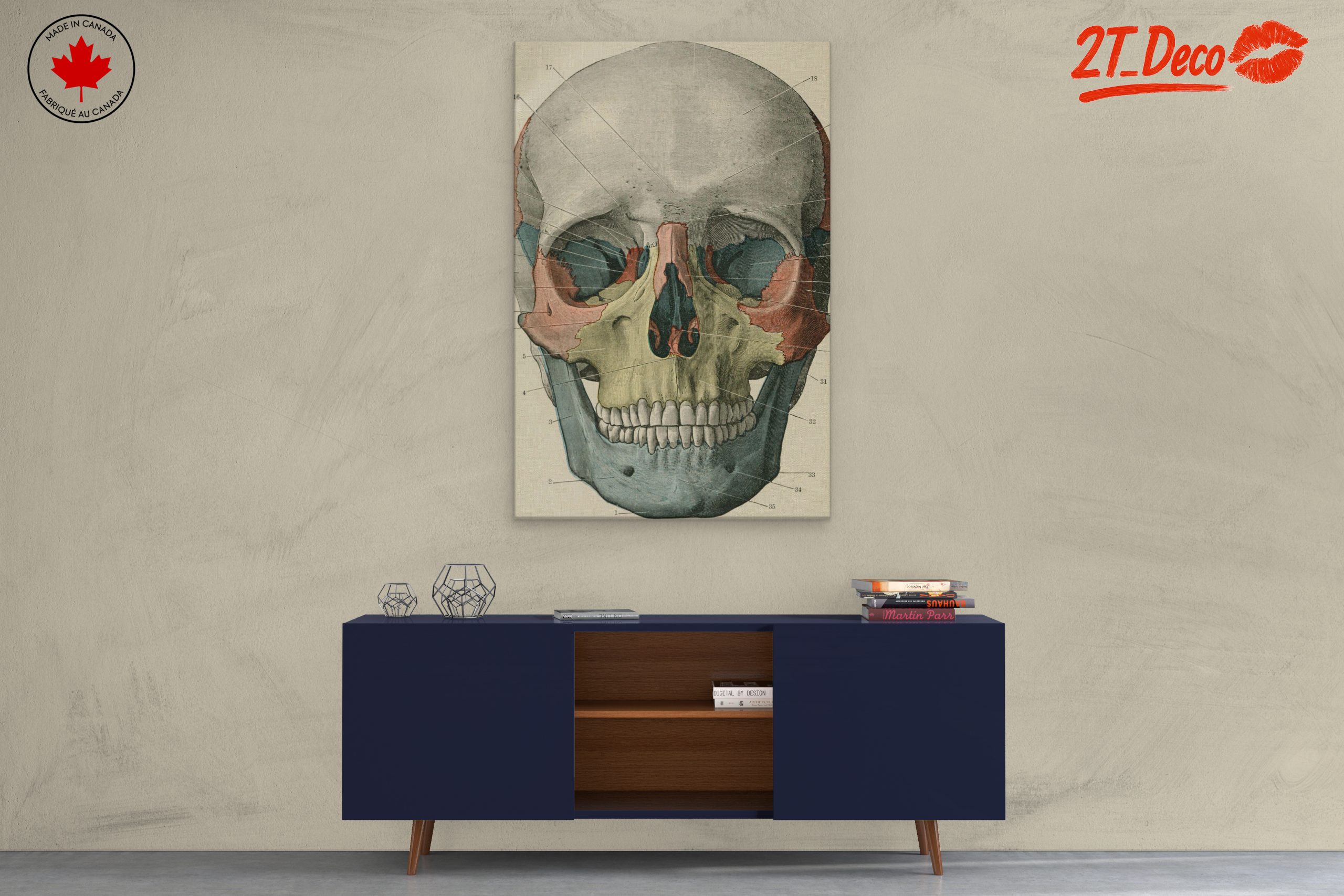 Detailed Anatomical Skull Illustration - Image 3
