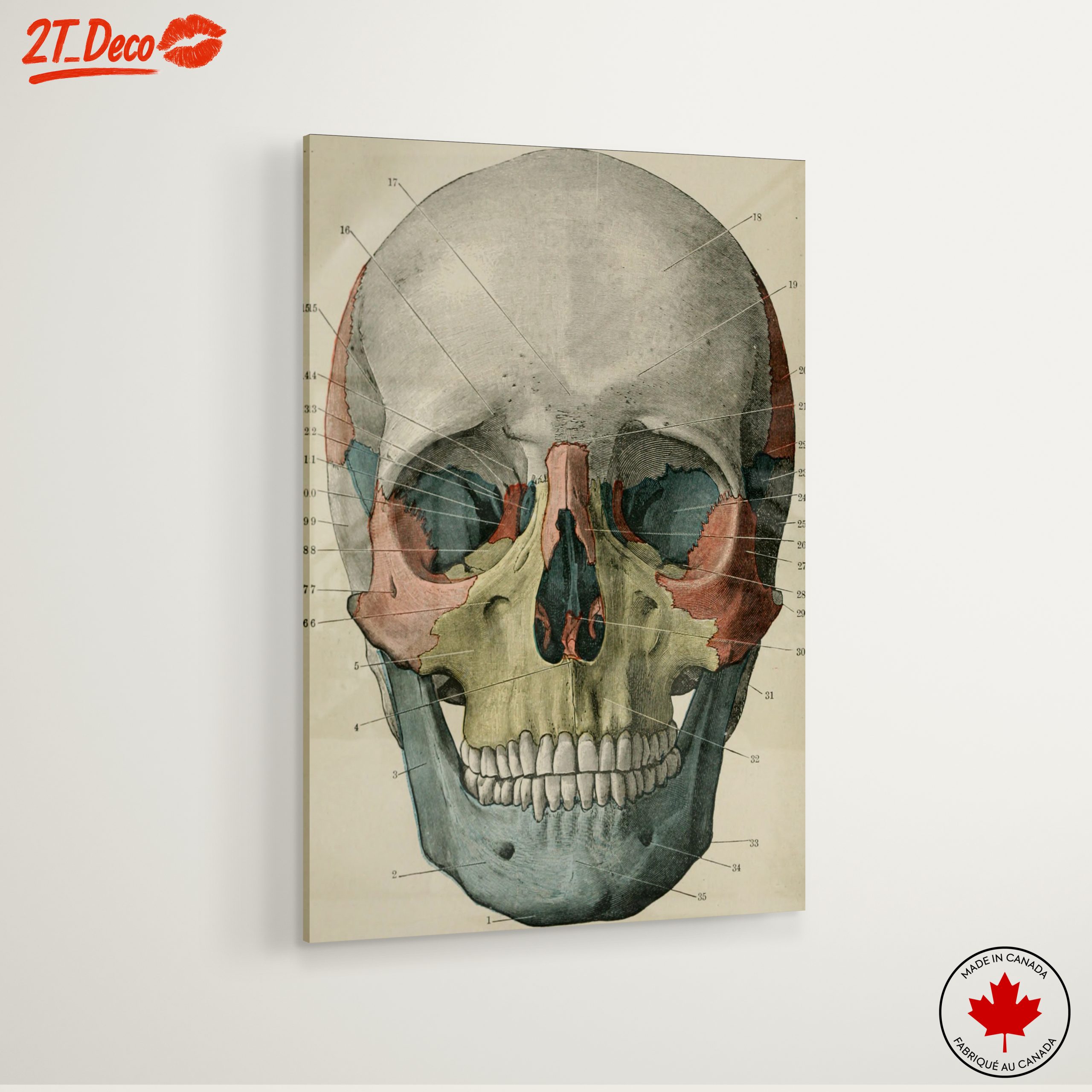 Detailed Anatomical Skull Illustration - Image 6
