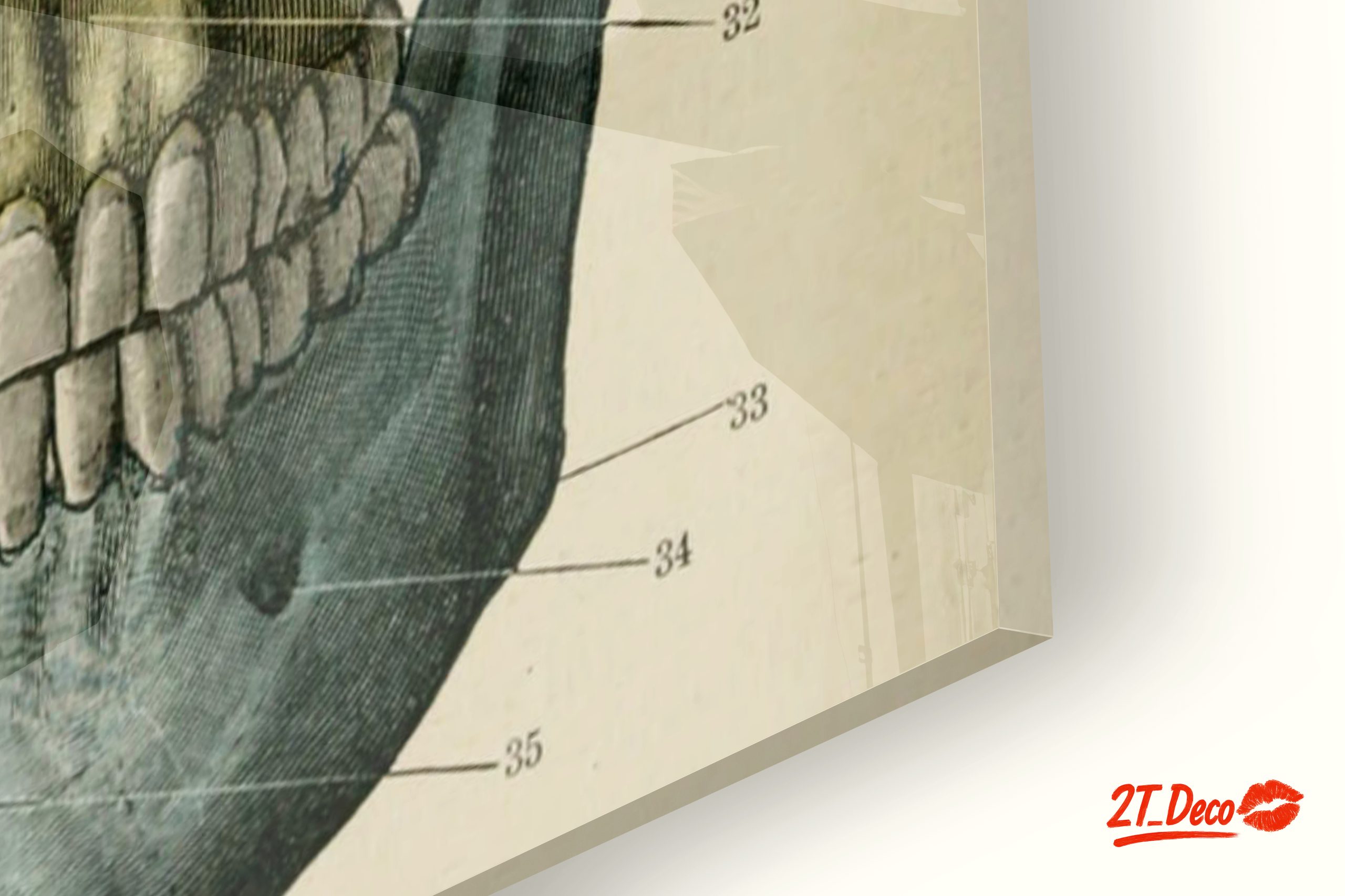 Detailed Anatomical Skull Illustration - Image 9