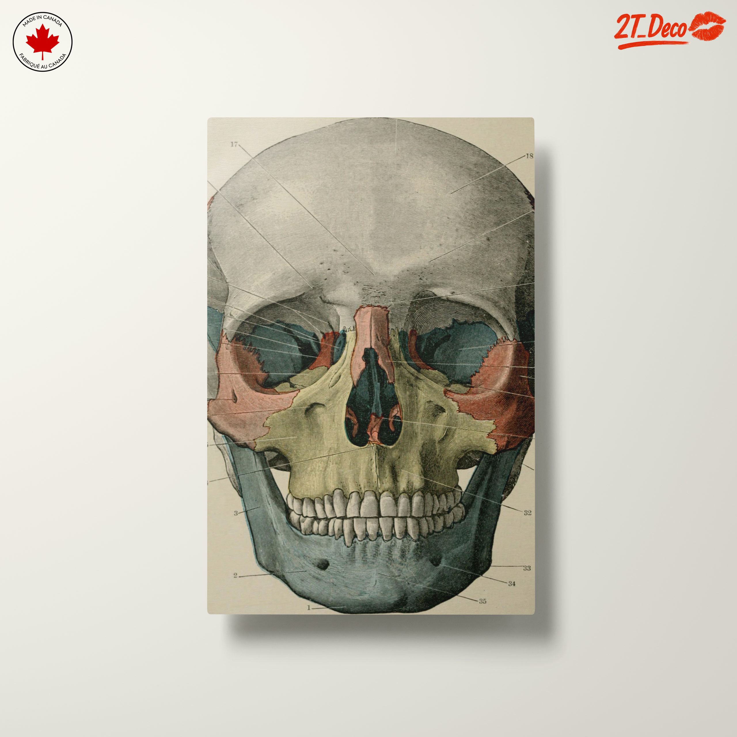 Detailed Anatomical Skull Illustration - Image 10