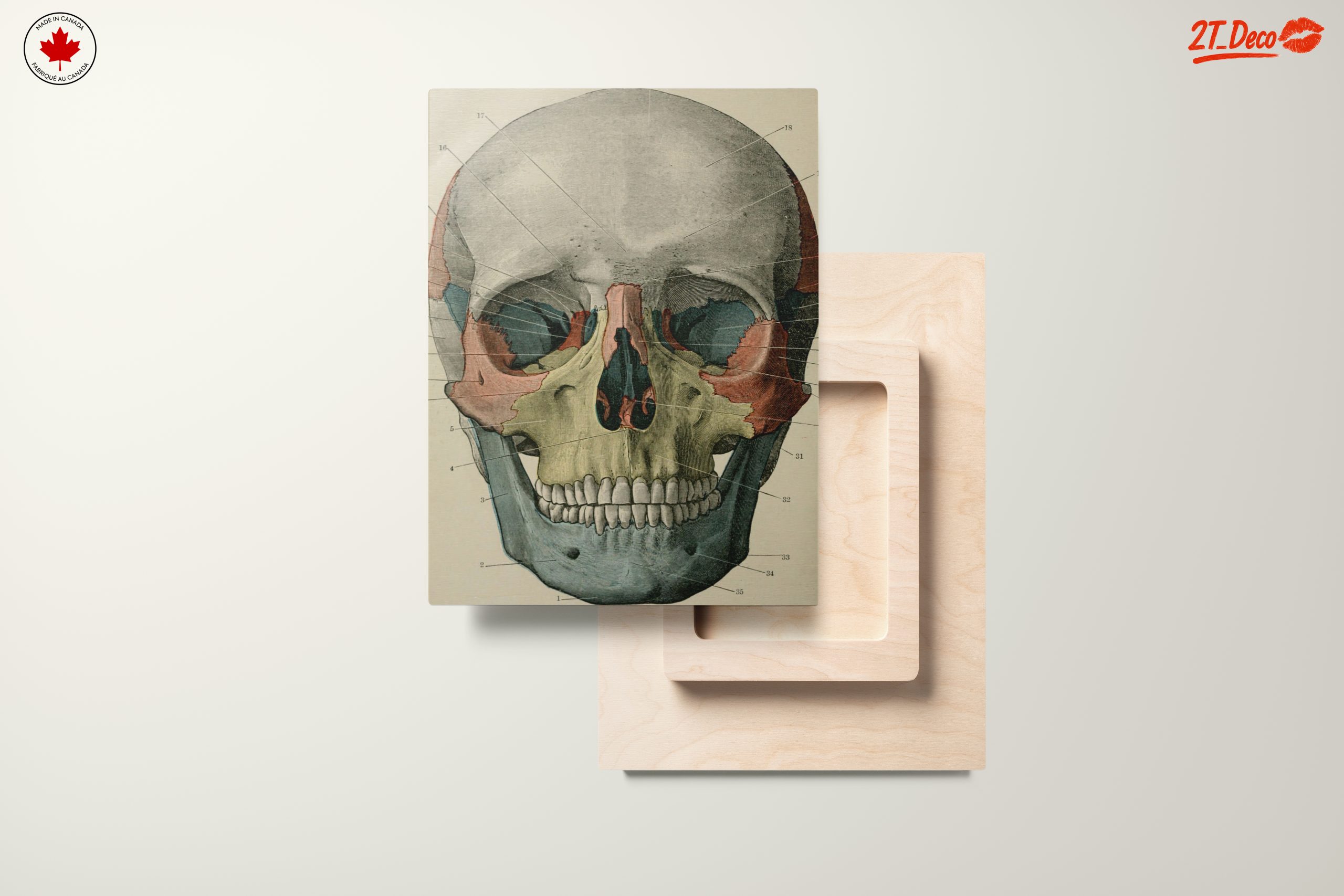 Detailed Anatomical Skull Illustration - Image 11