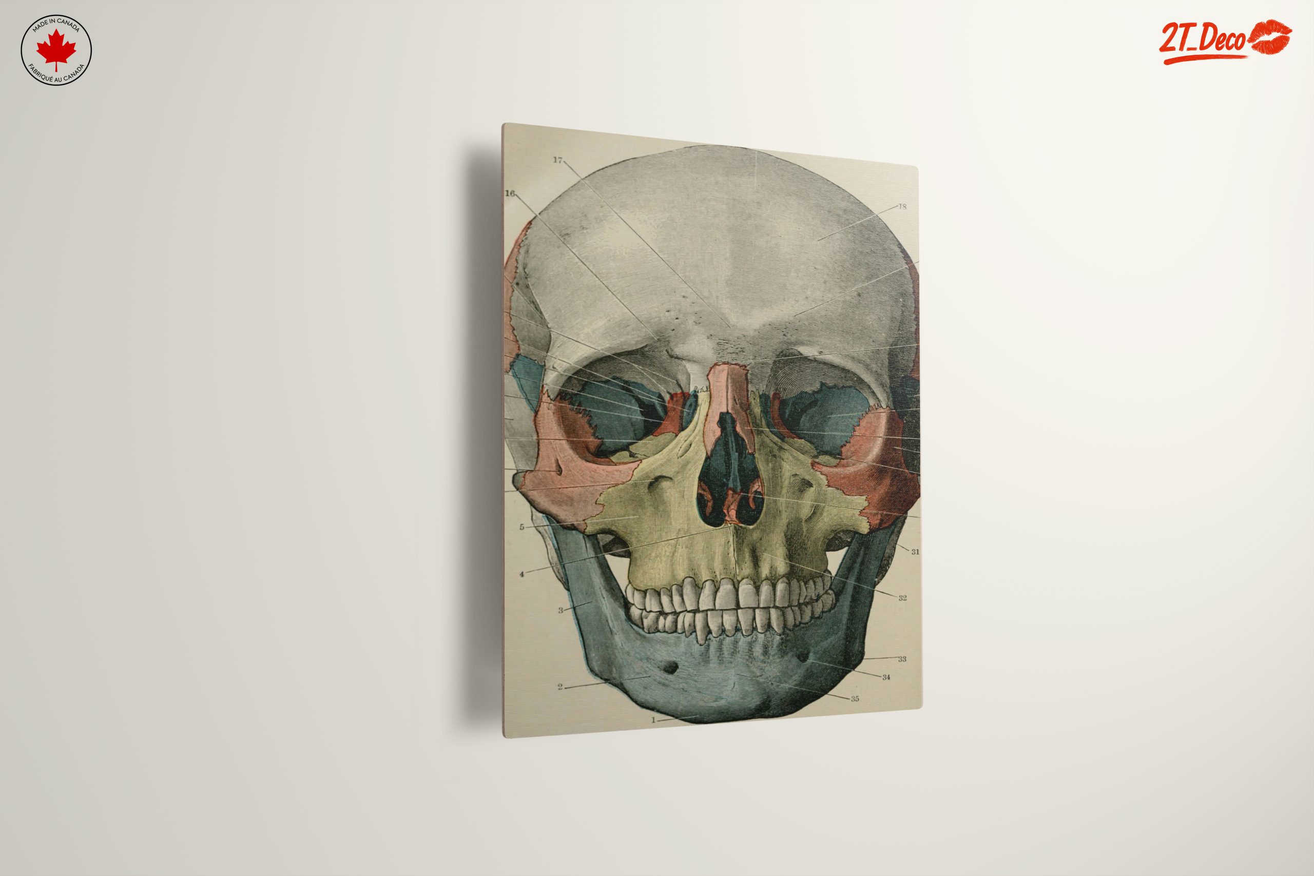 Detailed Anatomical Skull Illustration - Image 13
