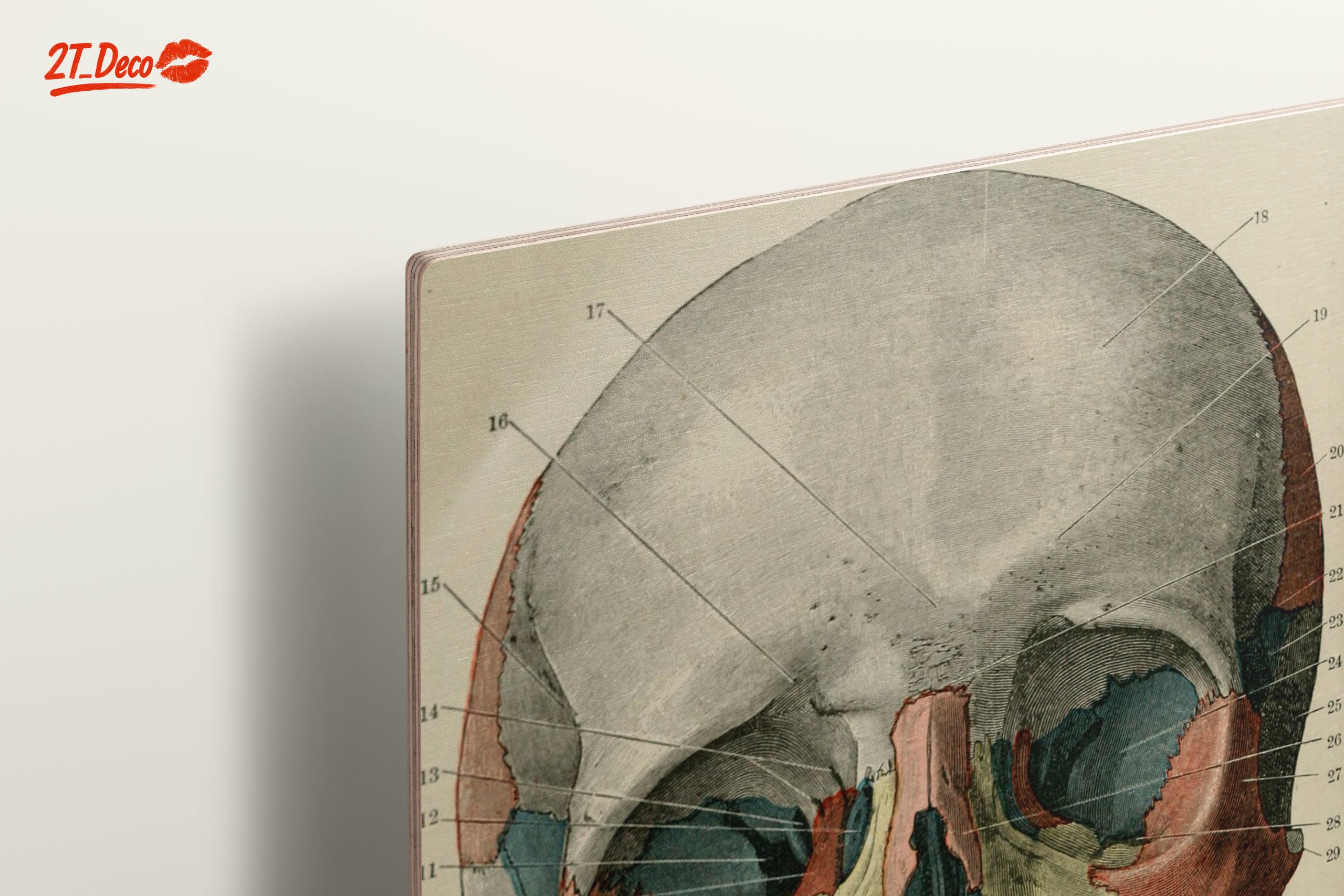 Detailed Anatomical Skull Illustration - Image 15