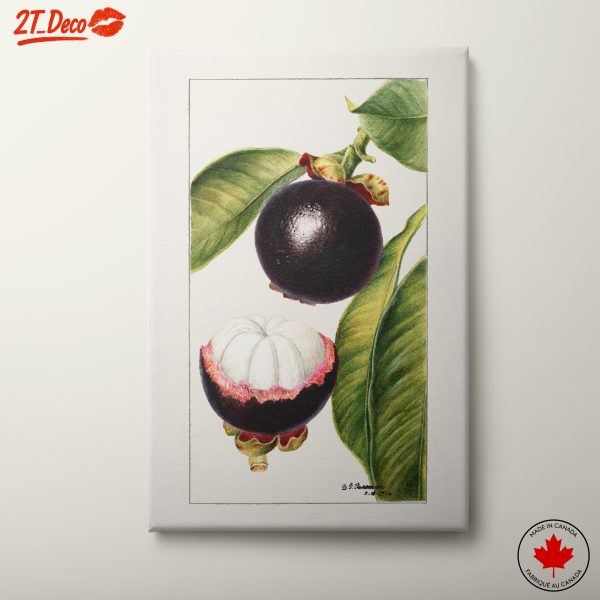 Detailed Botanical Illustration of Mangosteen Fruit