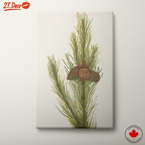 Detailed Botanical Illustration of Pine