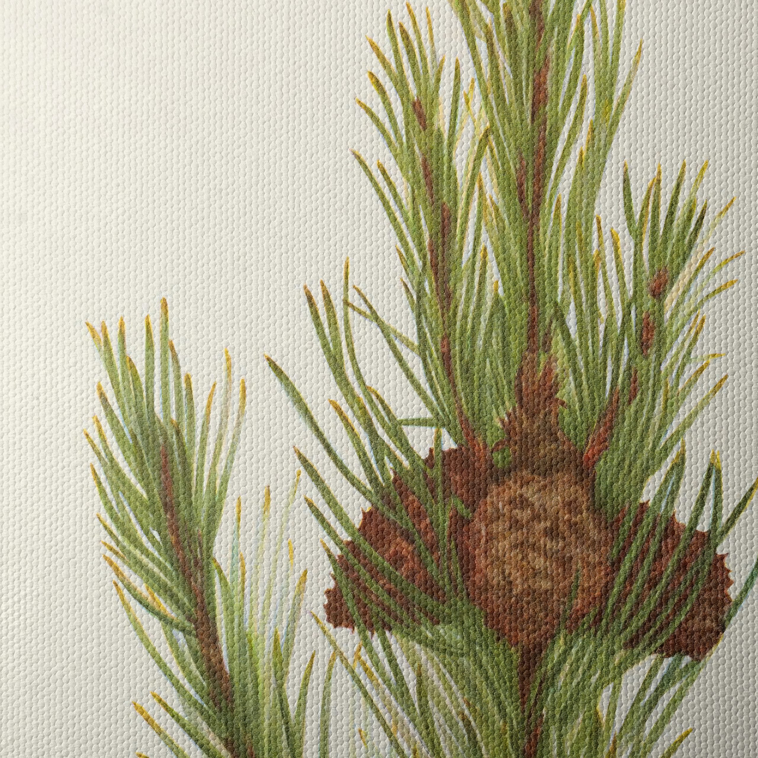 Detailed Botanical Illustration of Pine - Image 4