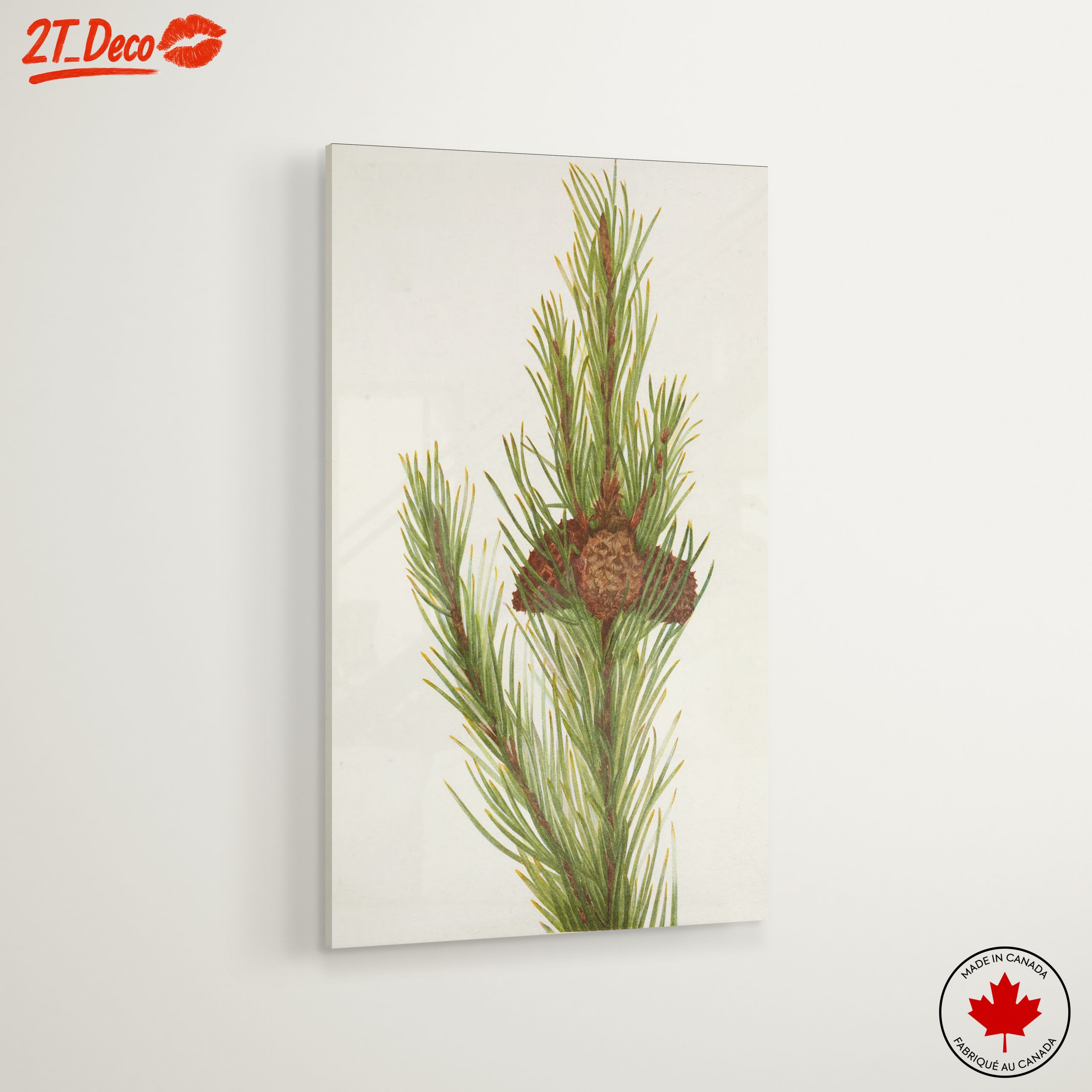Detailed Botanical Illustration of Pine - Image 6