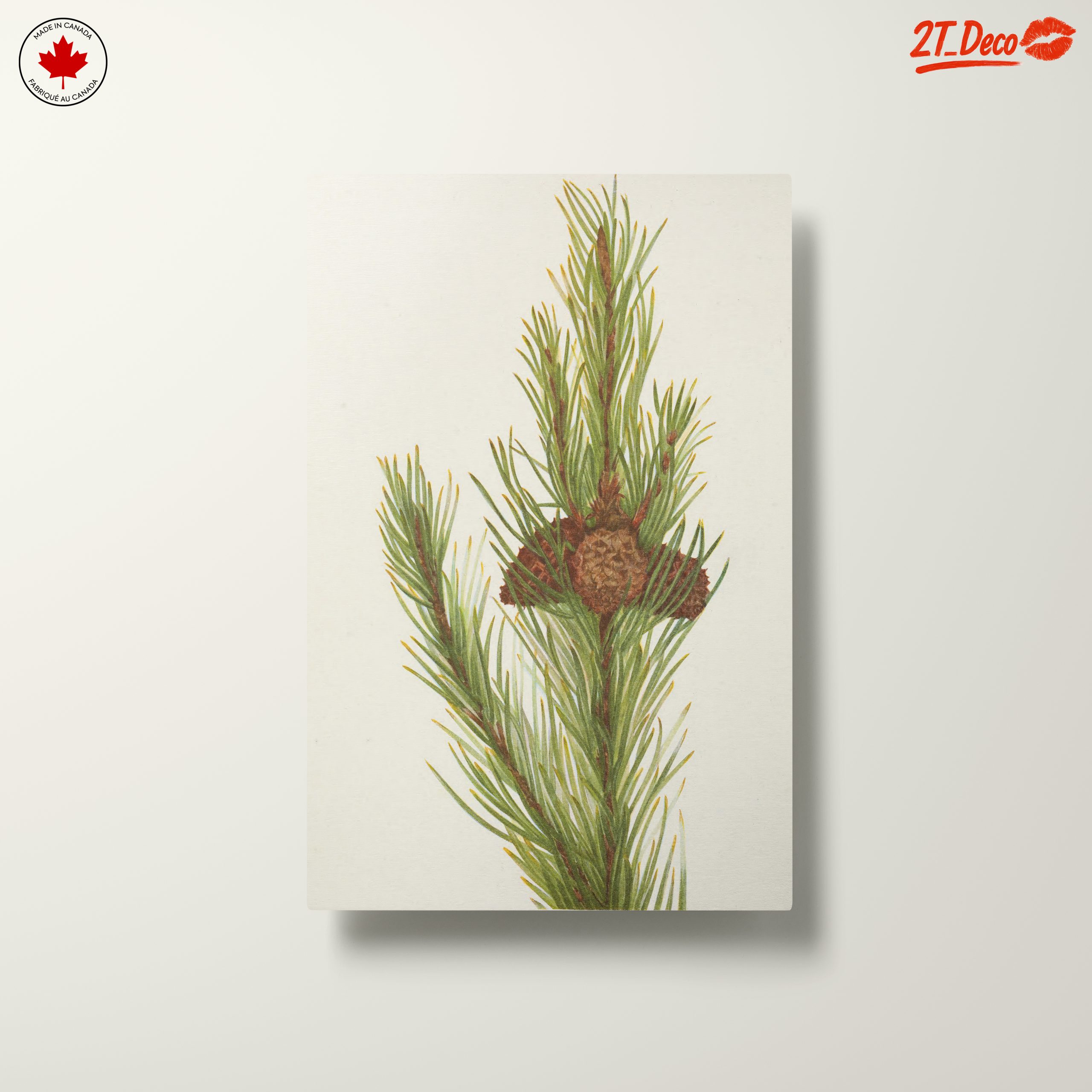 Detailed Botanical Illustration of Pine - Image 10