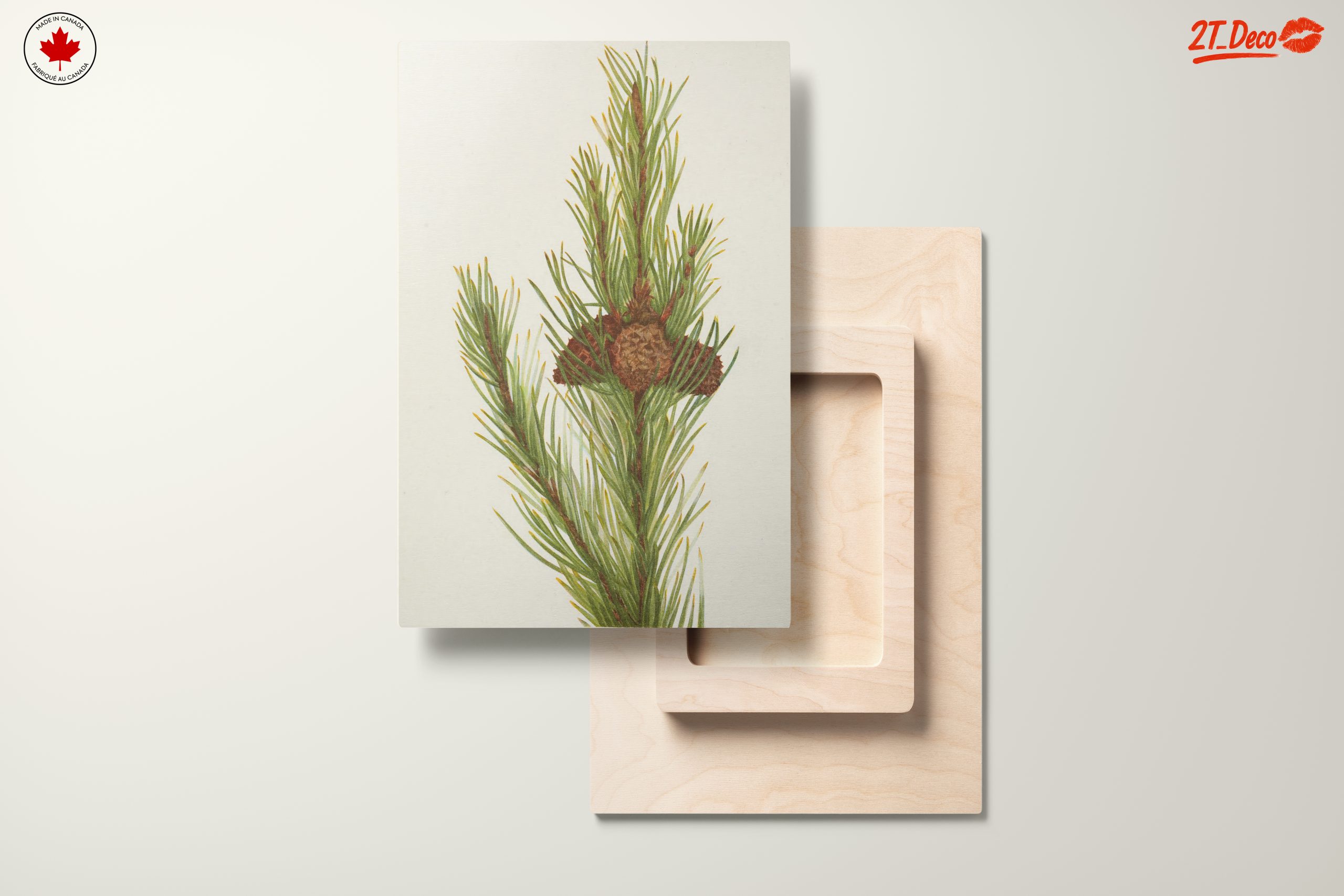 Detailed Botanical Illustration of Pine - Image 11