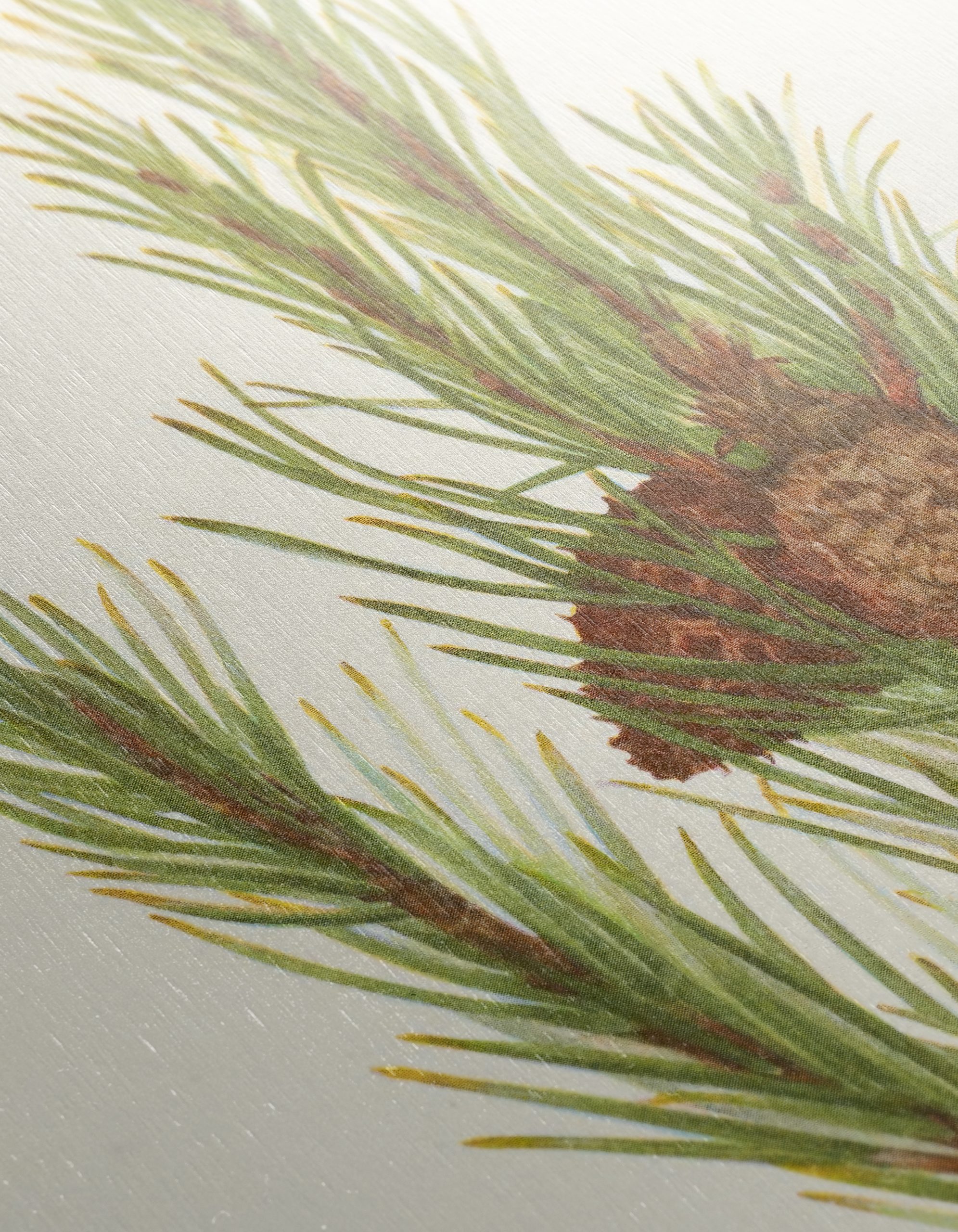 Detailed Botanical Illustration of Pine - Image 12