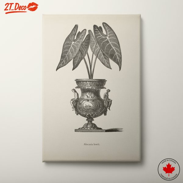 Elegant Alocasia Botanical Art