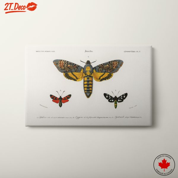 Colorful Insect Illustration Art