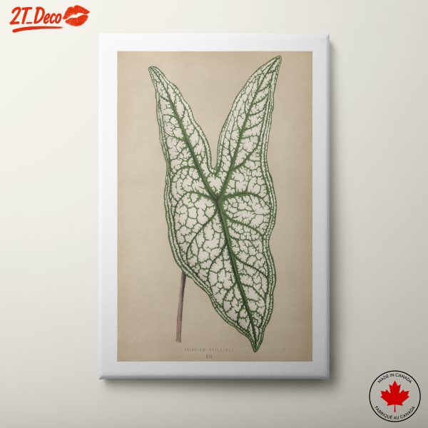 Detailed Botanical Leaf Artwork 2