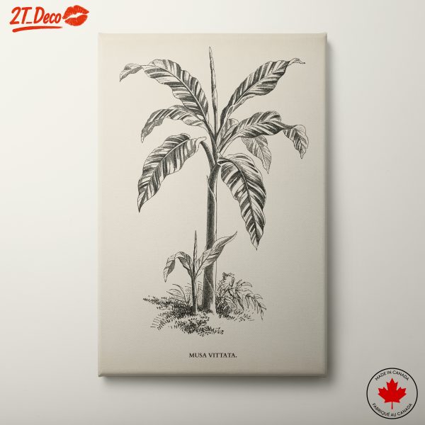 Musa Vittata Botanical Illustration