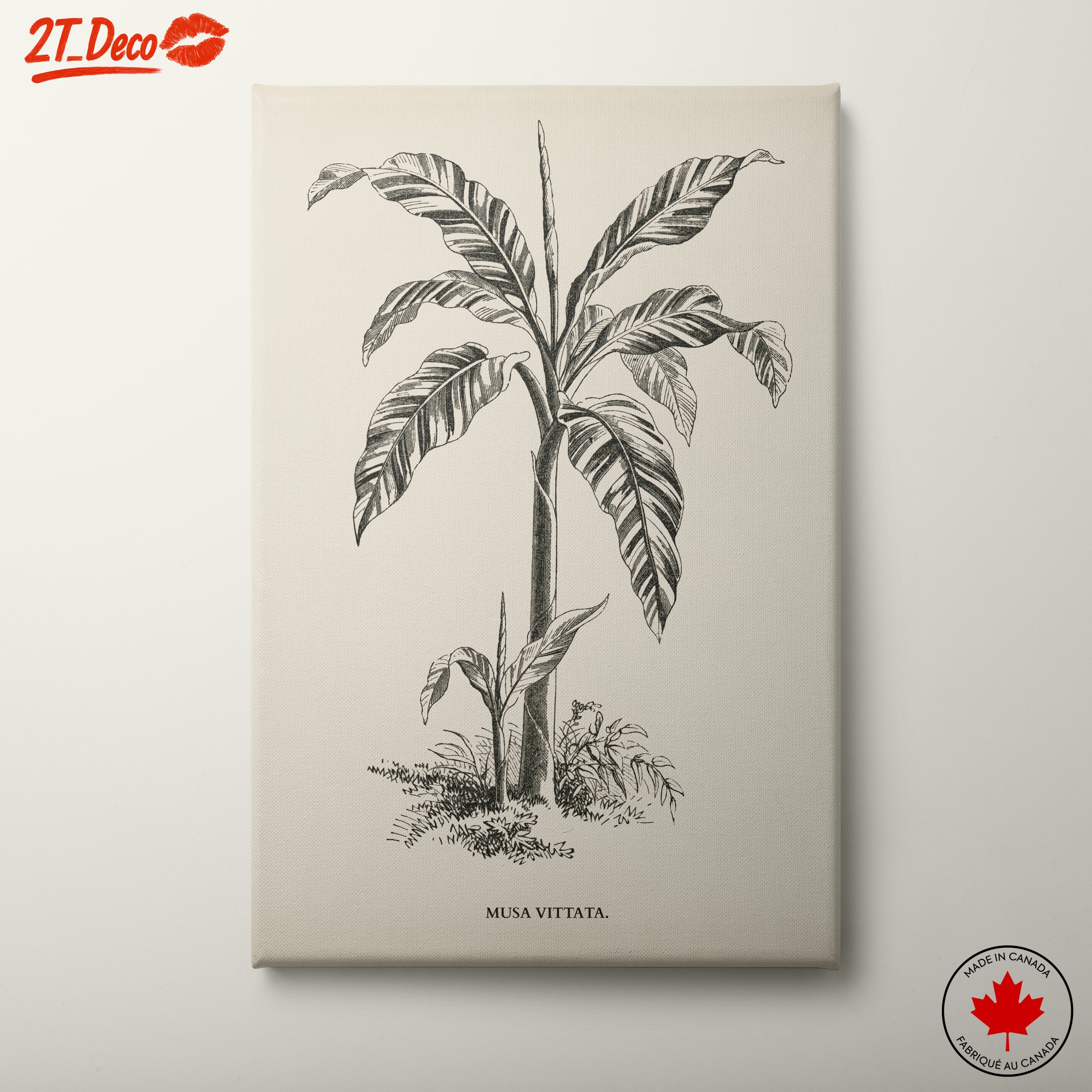 Musa Vittata Botanical Illustration