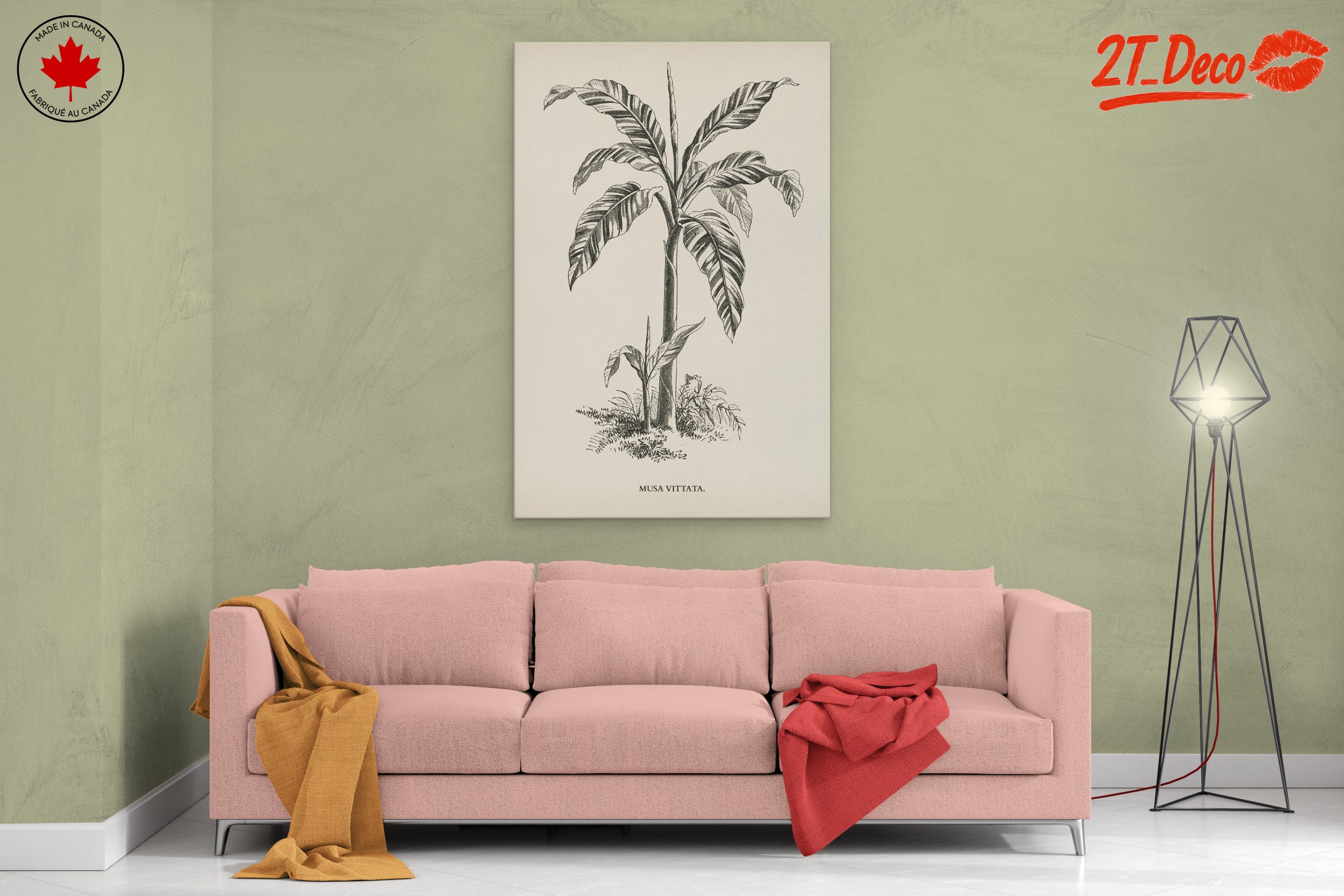 Musa Vittata Botanical Illustration - Image 2