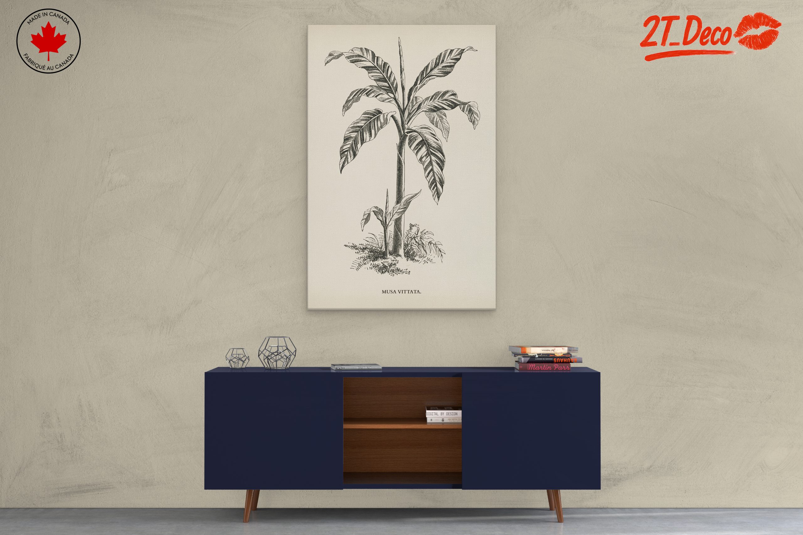Musa Vittata Botanical Illustration - Image 3