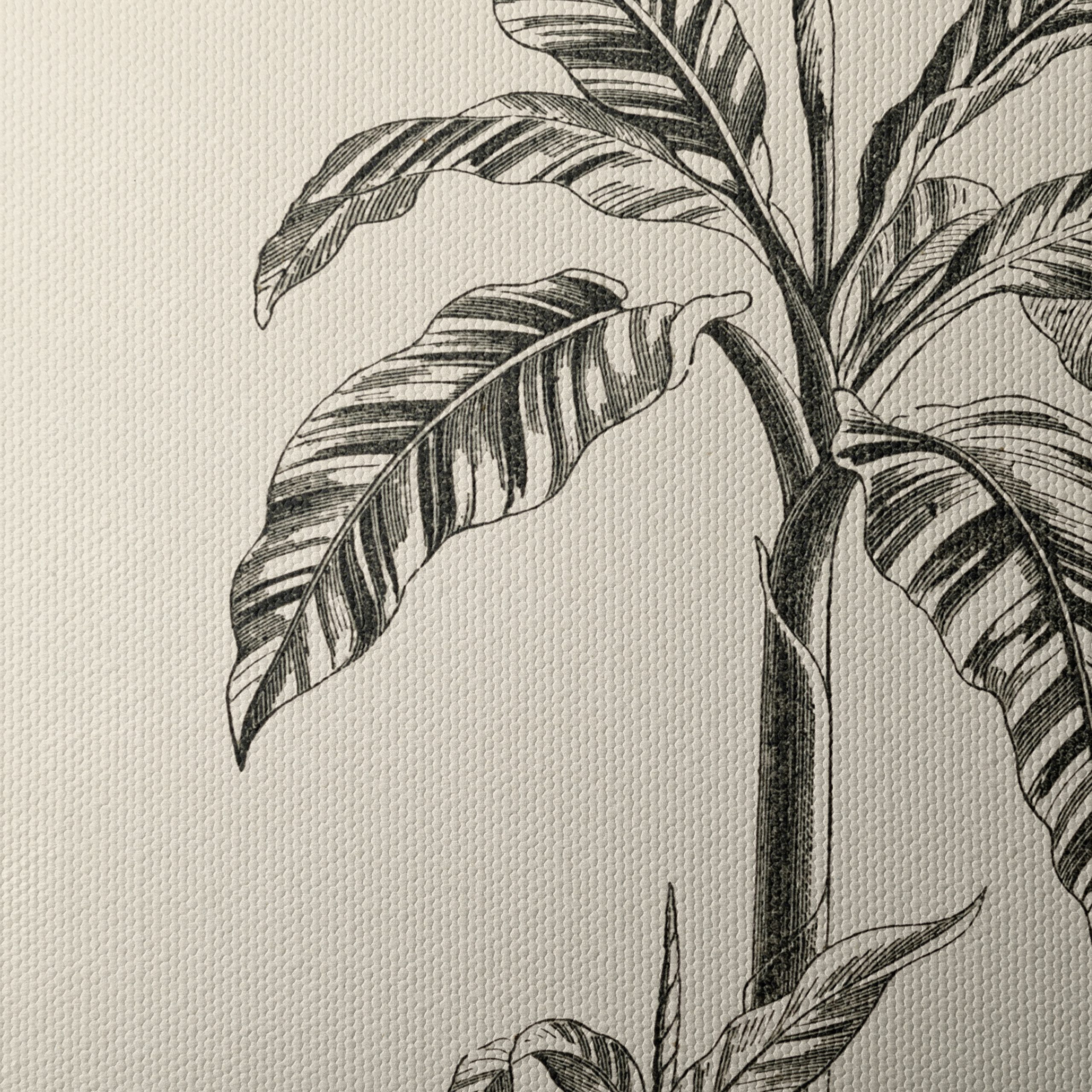 Musa Vittata Botanical Illustration - Image 4