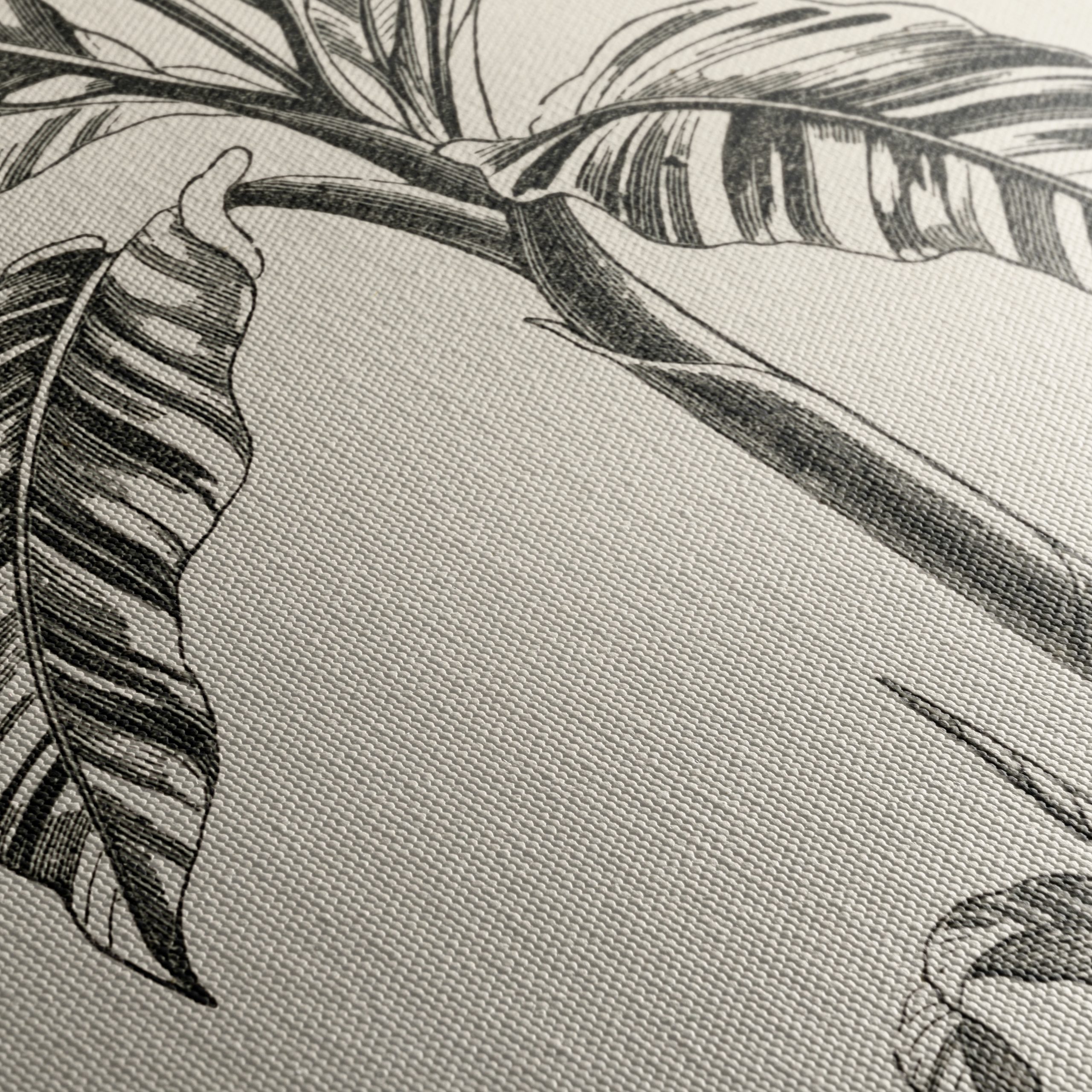 Musa Vittata Botanical Illustration - Image 5