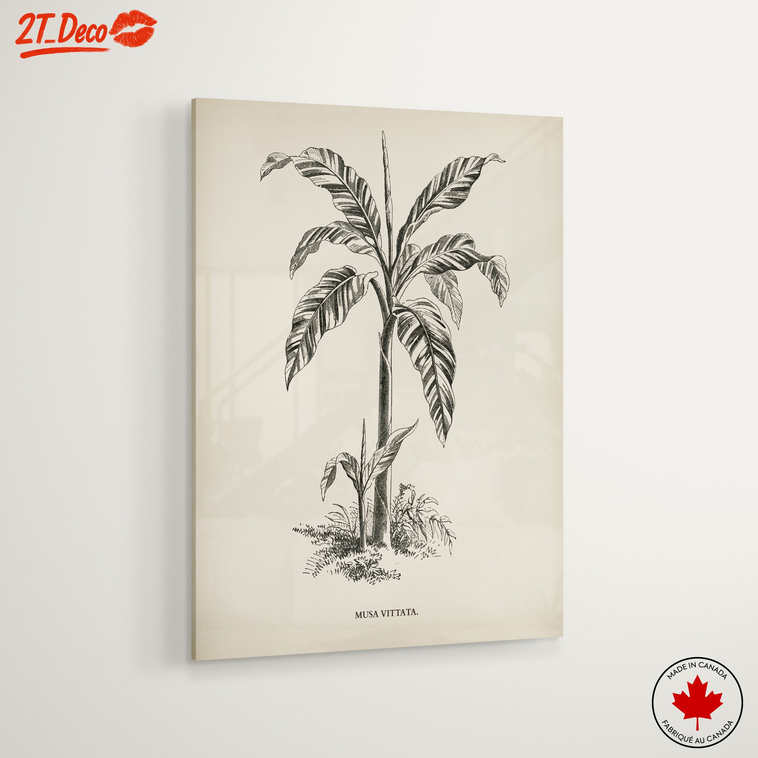 Musa Vittata Botanical Illustration - Image 6