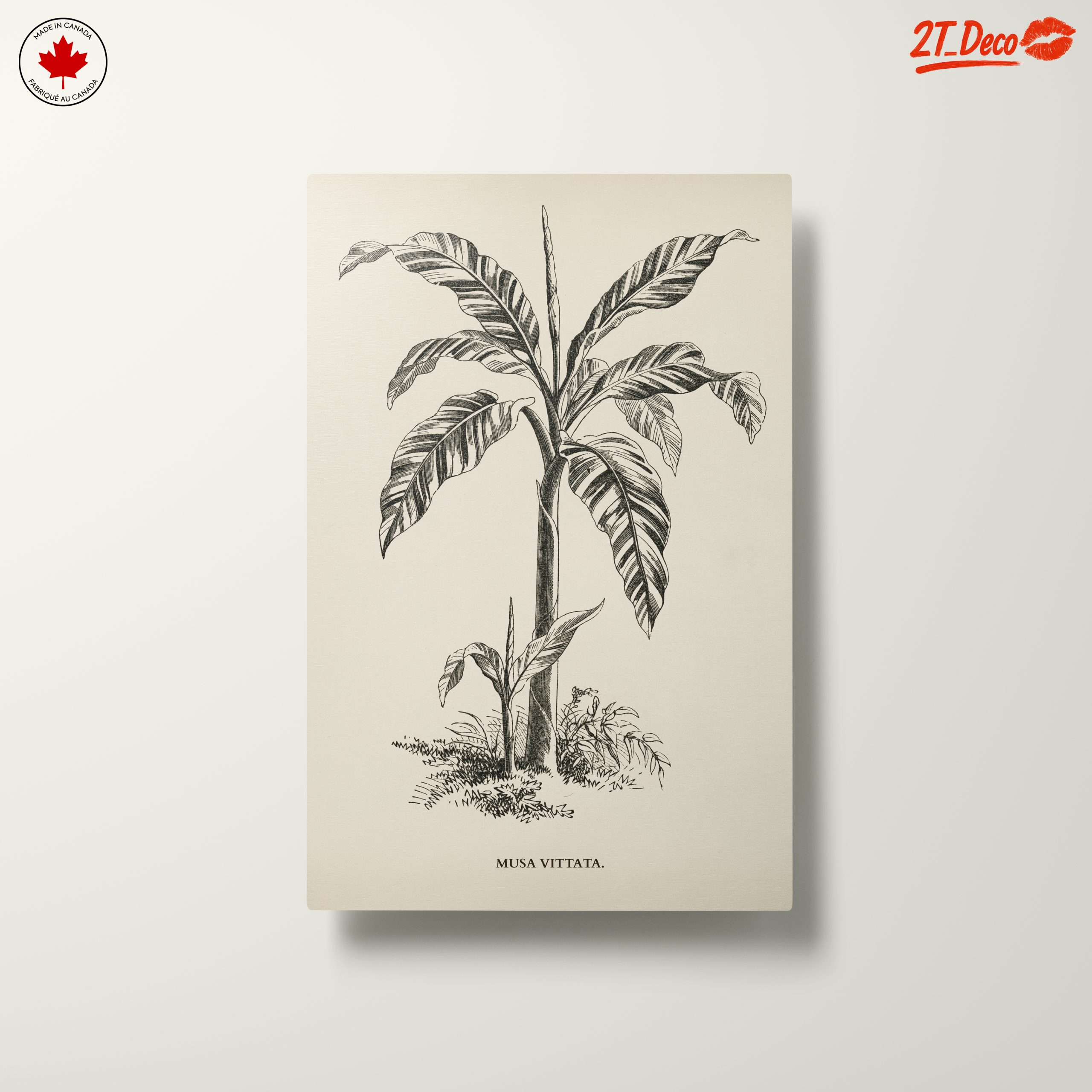 Musa Vittata Botanical Illustration - Image 10