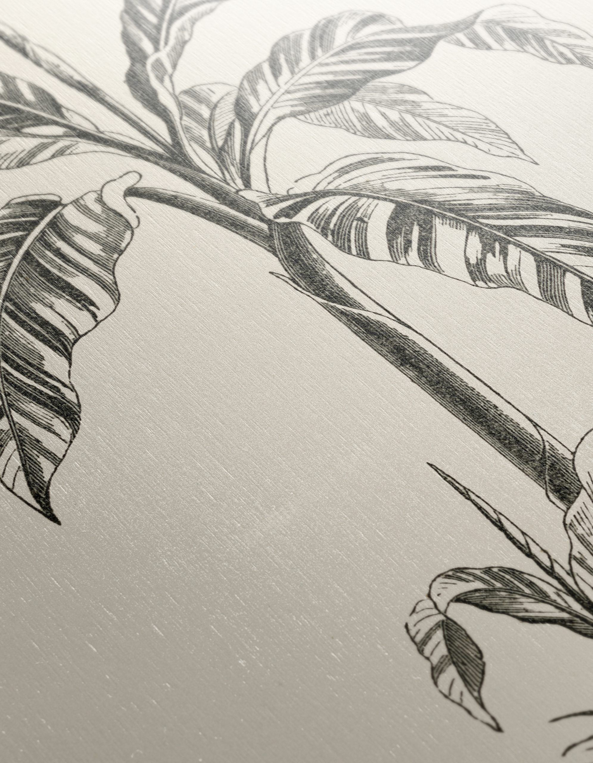 Musa Vittata Botanical Illustration - Image 12