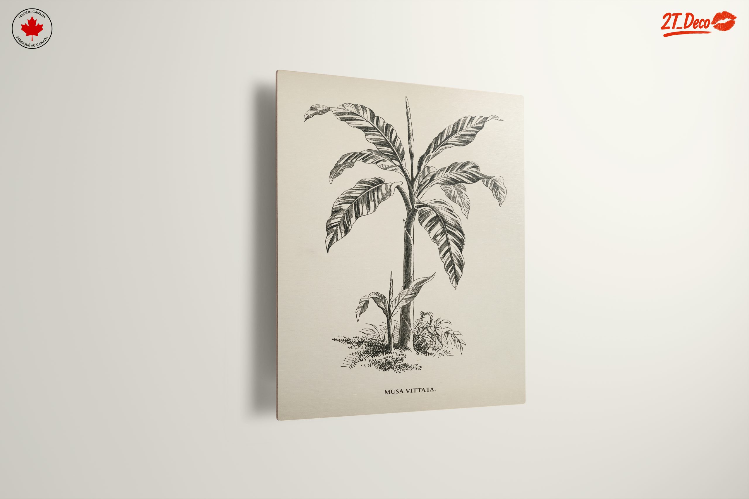 Musa Vittata Botanical Illustration - Image 13