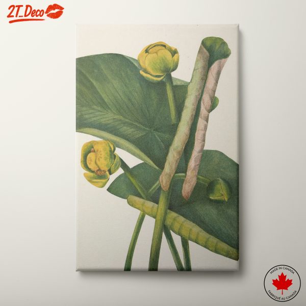 Vibrant Botanical Illustration of Water Lilies
