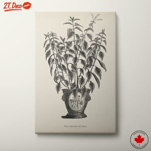 New Varieties of Coleus Botanical Art