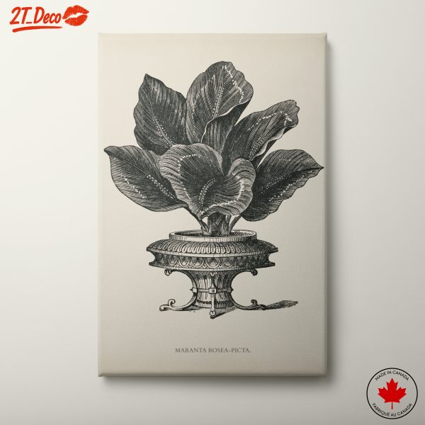 Vintage Plant Illustration of Maranta Rosea-Picta