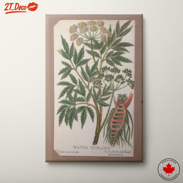 Water Hemlock Botanical Illustration Art