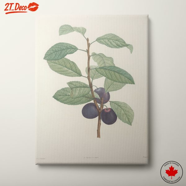 Botanical Illustration of Plum Tree